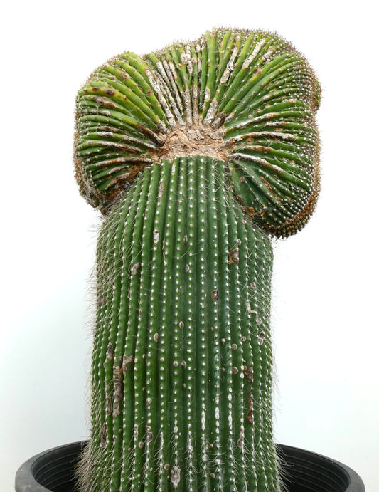 Carnegiea polylopha rare crested cactus with ribbed green stem and white spines