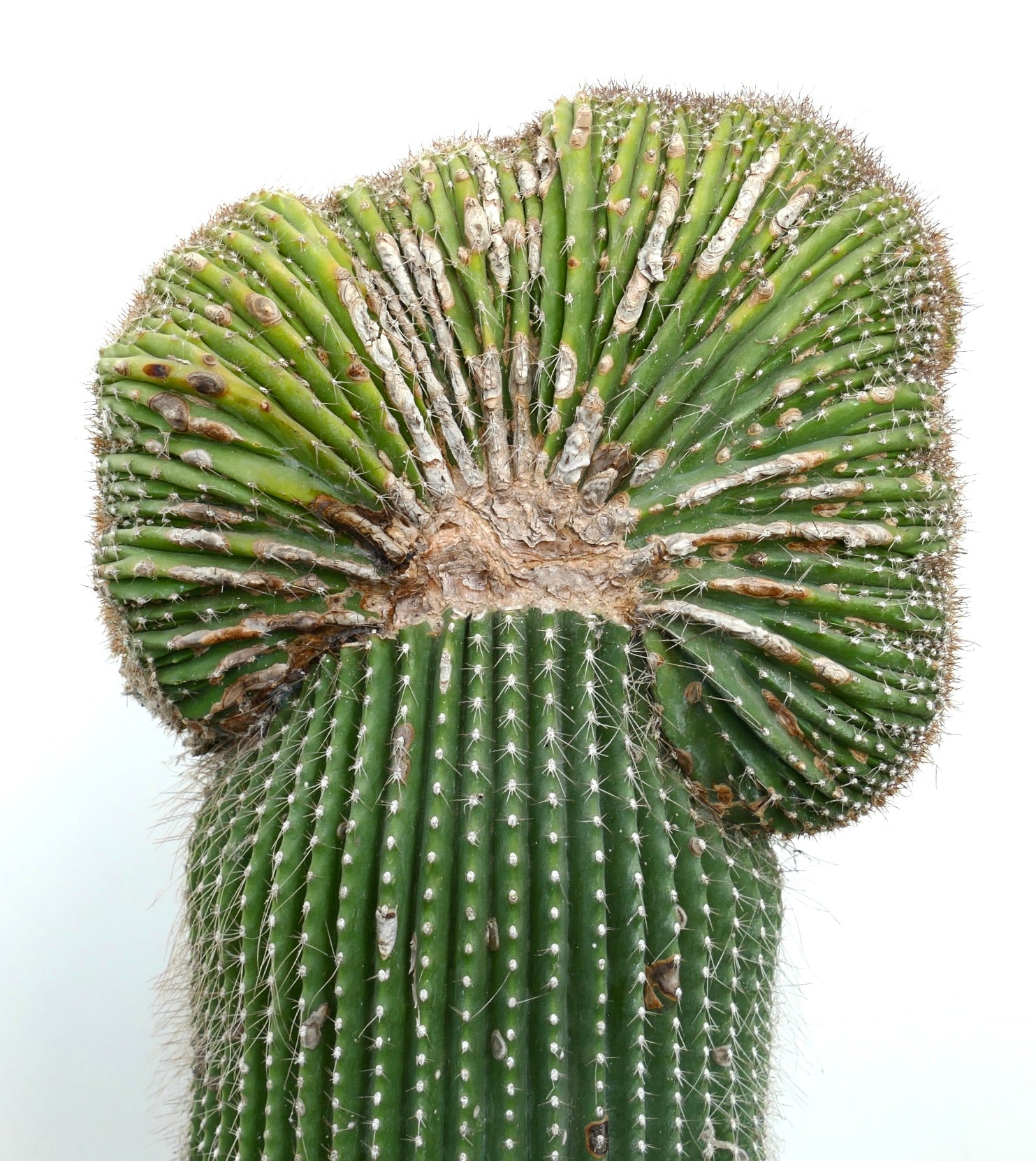 Carnegiea polylopha rare crested cactus with ribbed green stems and white spines