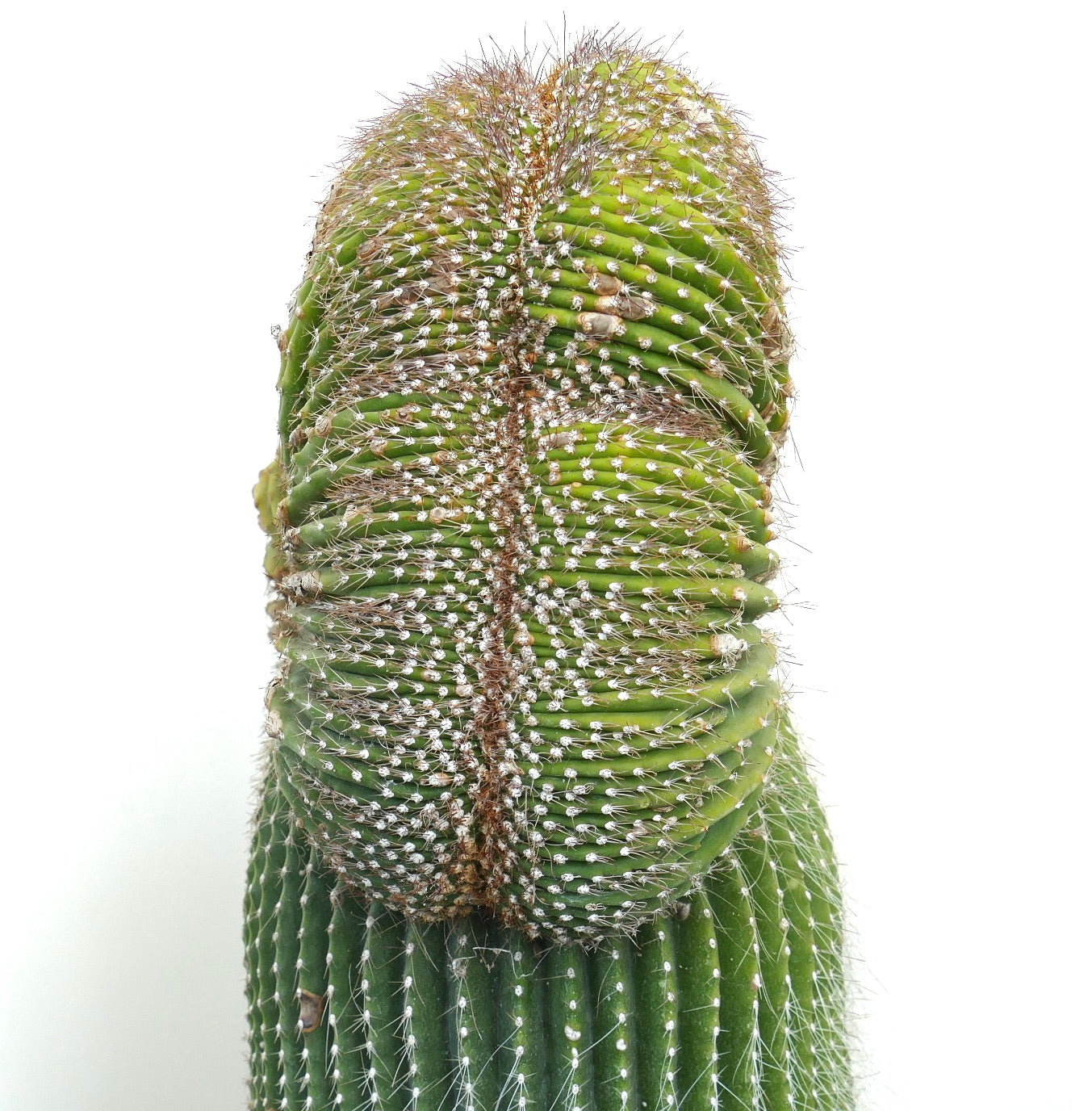 Carnegiea polylopha rare crested cactus with dense white spines and ribbed green stem