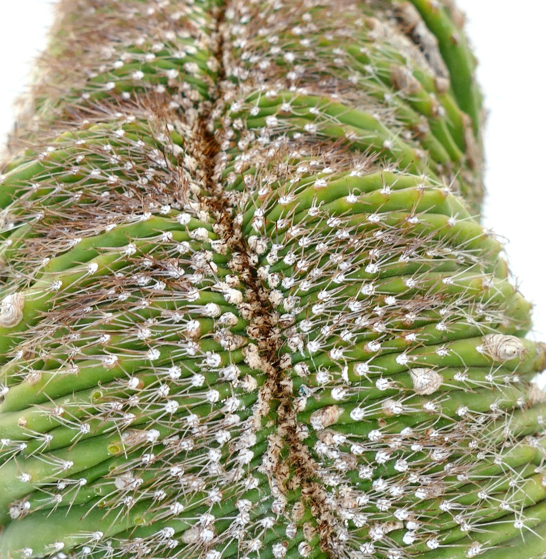 Carnegiea polylopha rare crested cactus with dense white spines and ribbed green stems