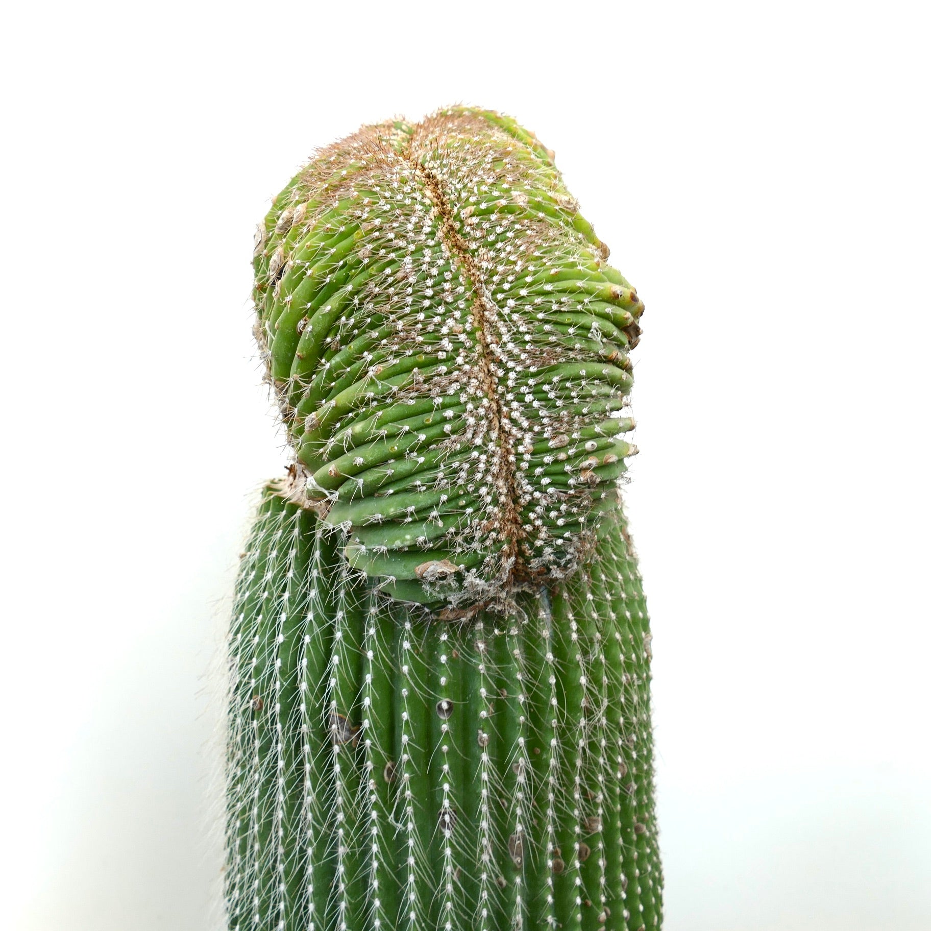 Carnegiea polylopha rare crested cactus with ribbed green stems and white spines