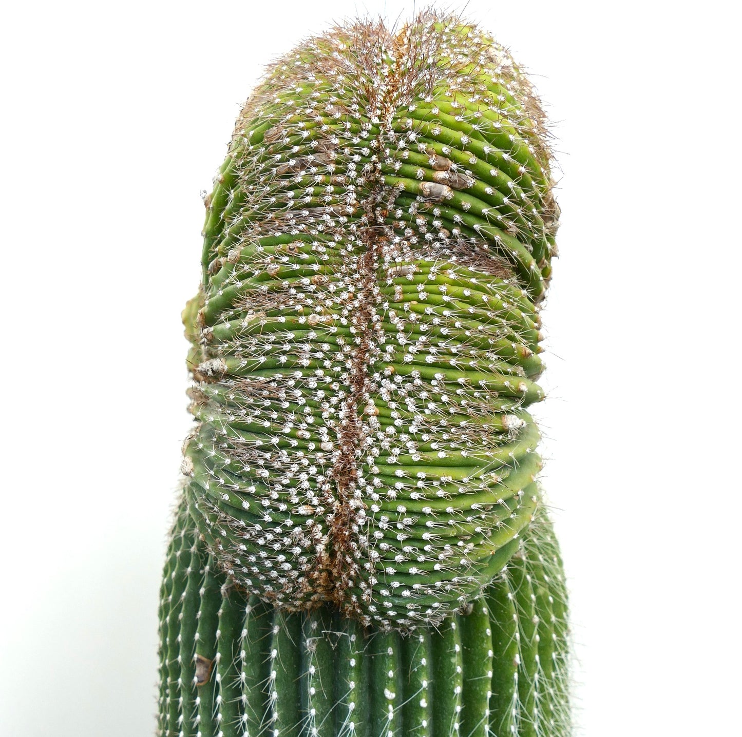 Carnegiea polylopha rare crested cactus with dense white spines and ribbed green stem