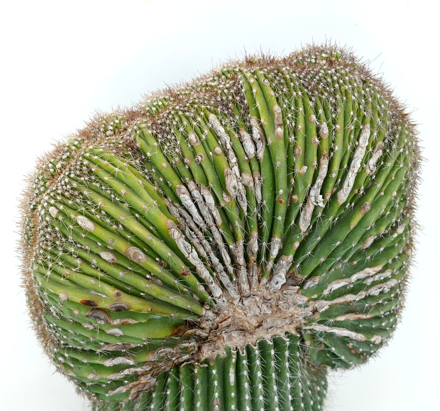 Carnegiea polylopha rare crested cactus with ribbed green stems and spines