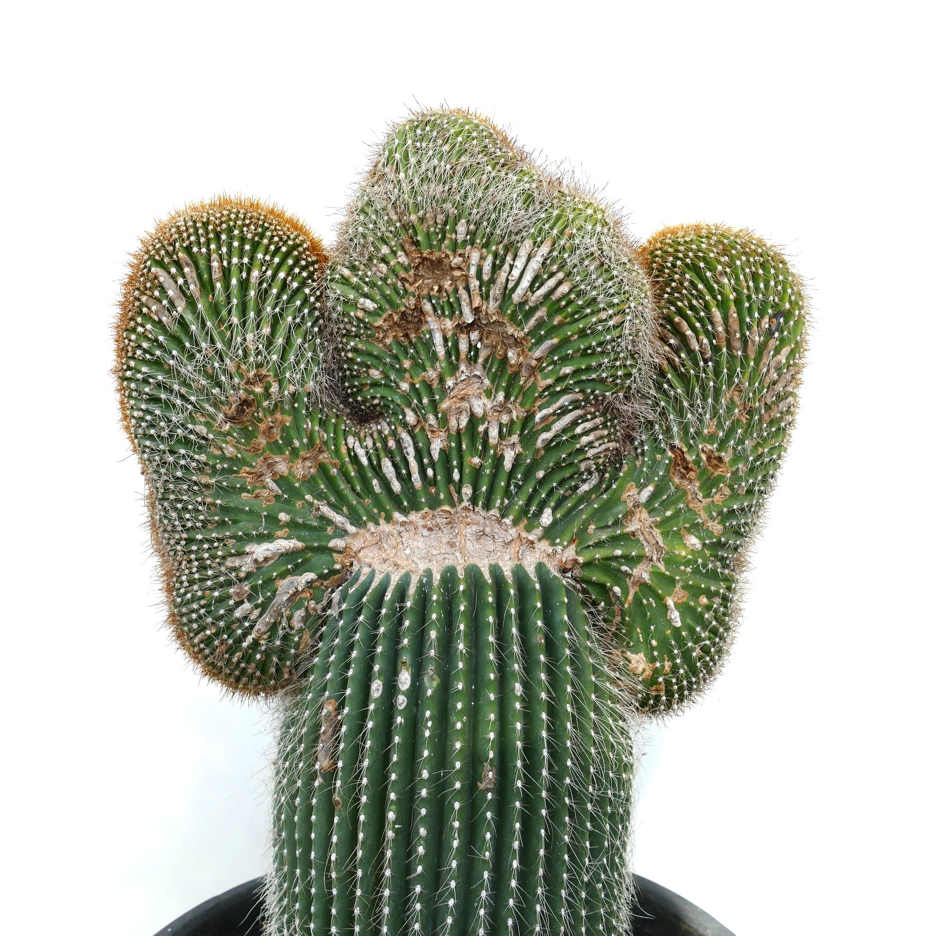 Carnegiea polylopha rare crested cactus with textured green ribs and white spines