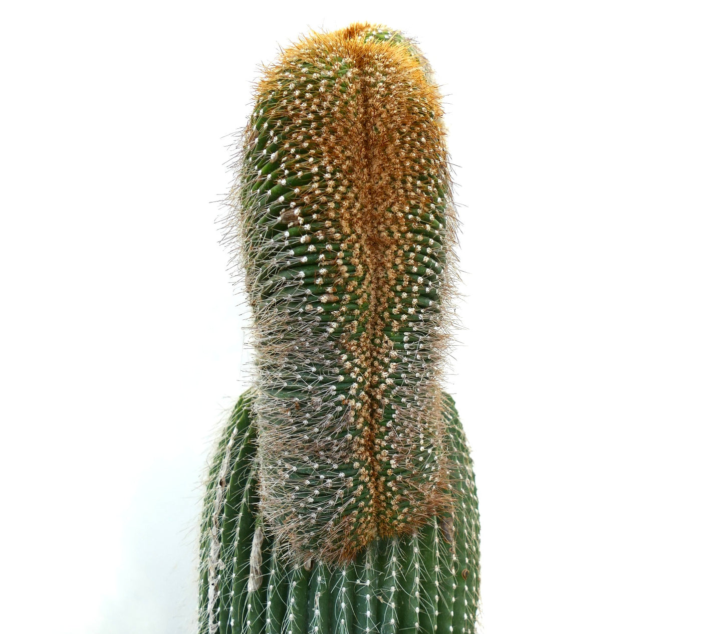 Carnegiea polylopha rare crested cactus with dense golden spines and ribbed green stem