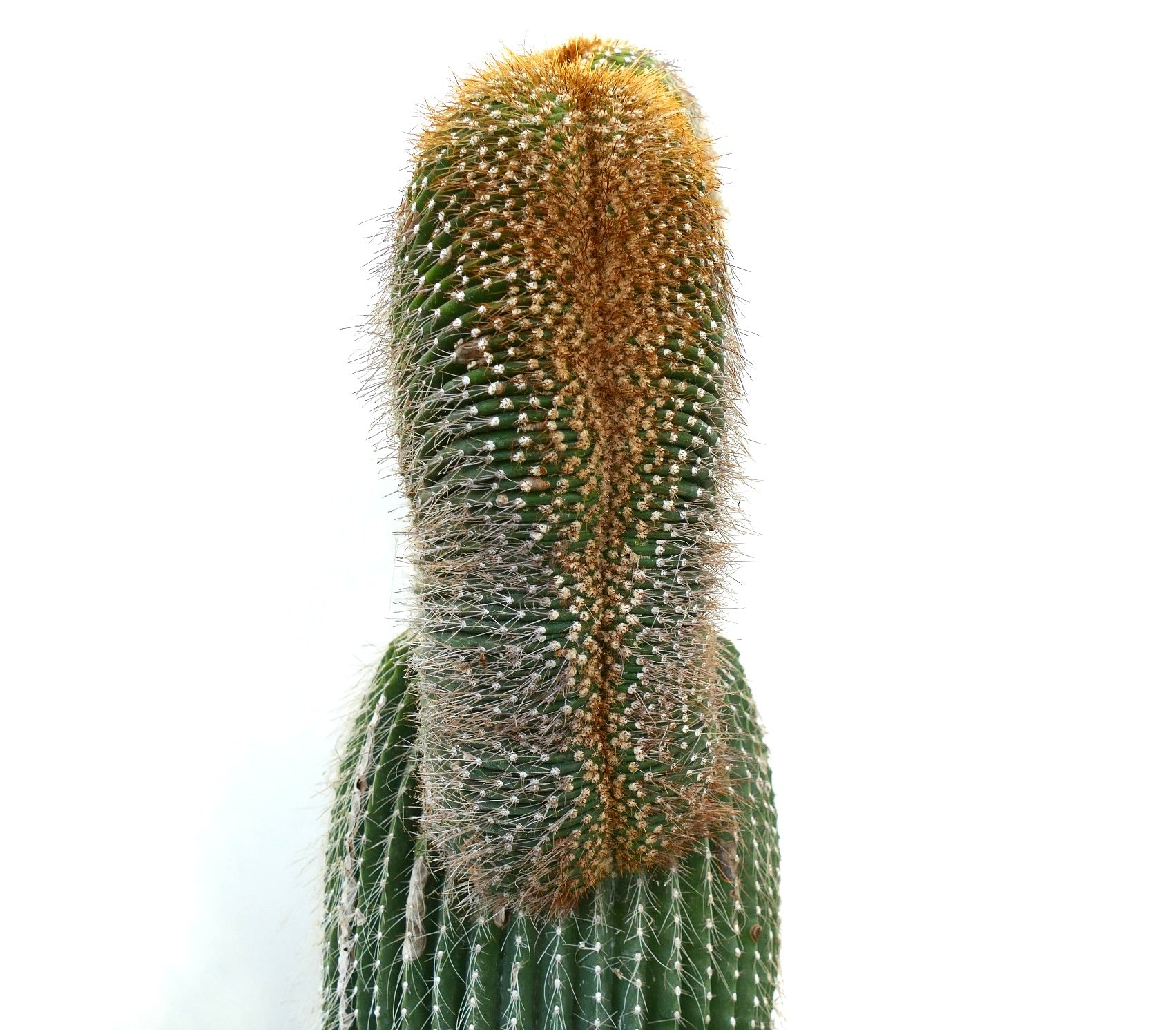 Carnegiea polylopha rare crested cactus with dense golden spines and ribbed green stem