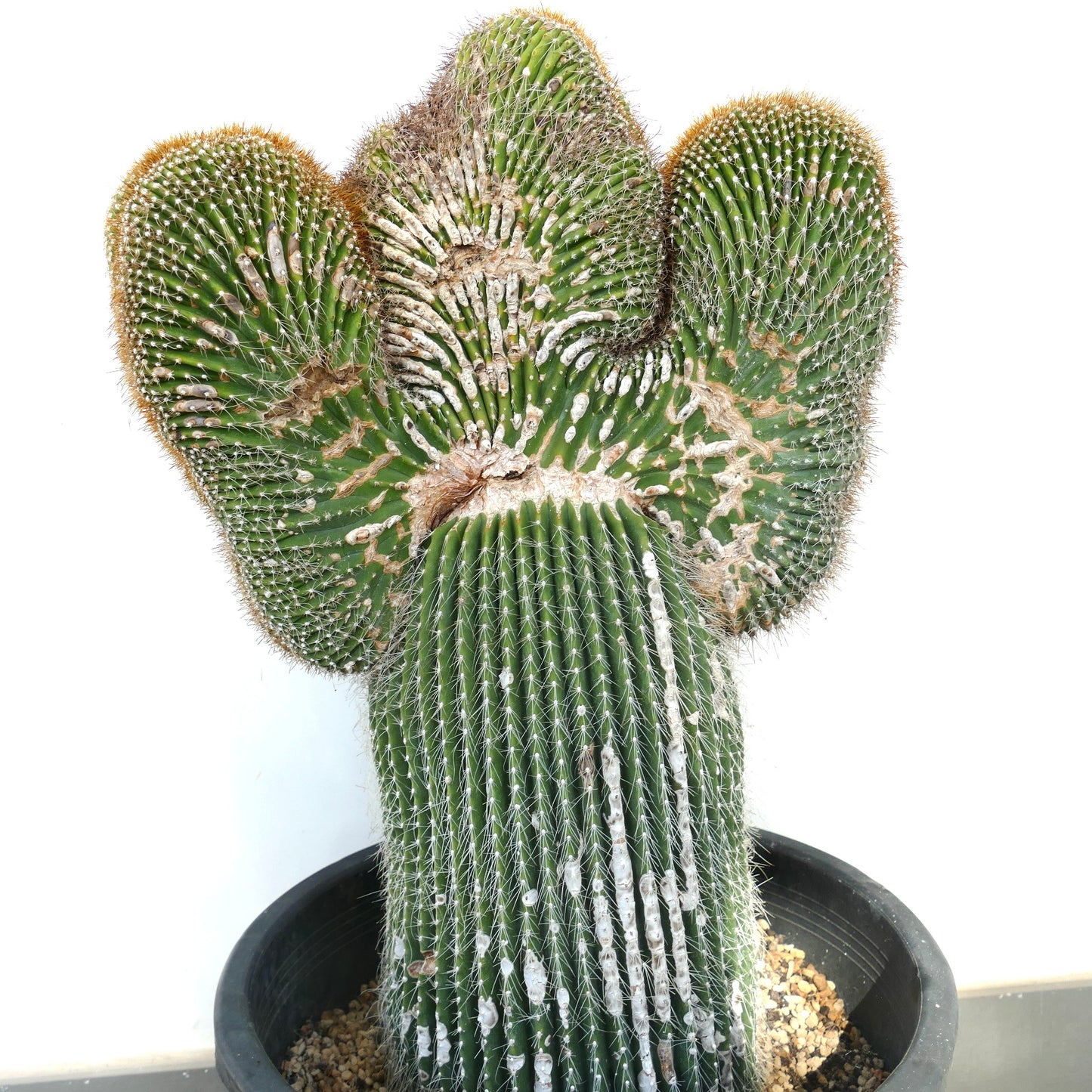 Carnegiea polylopha rare crested cactus with ribbed green stems and white scars in pot