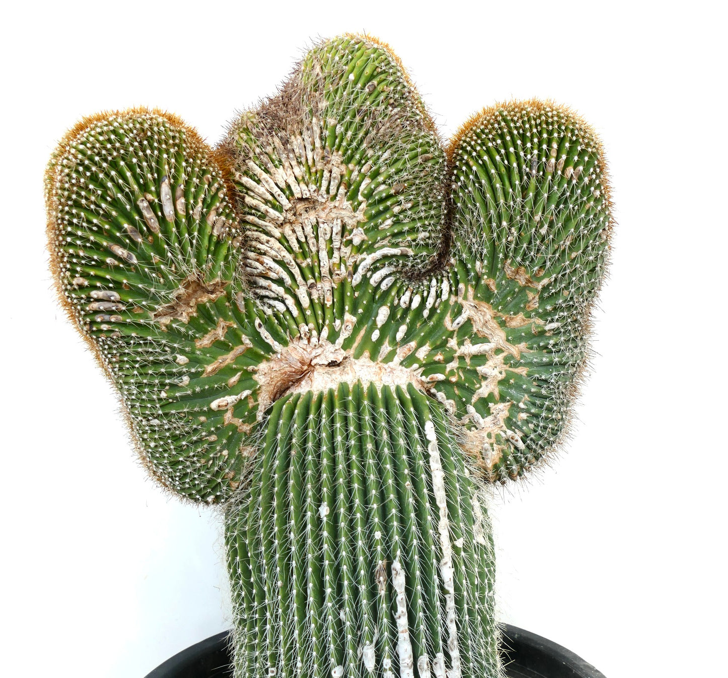 Carnegiea polylopha rare crested cactus with textured green stems and white areoles