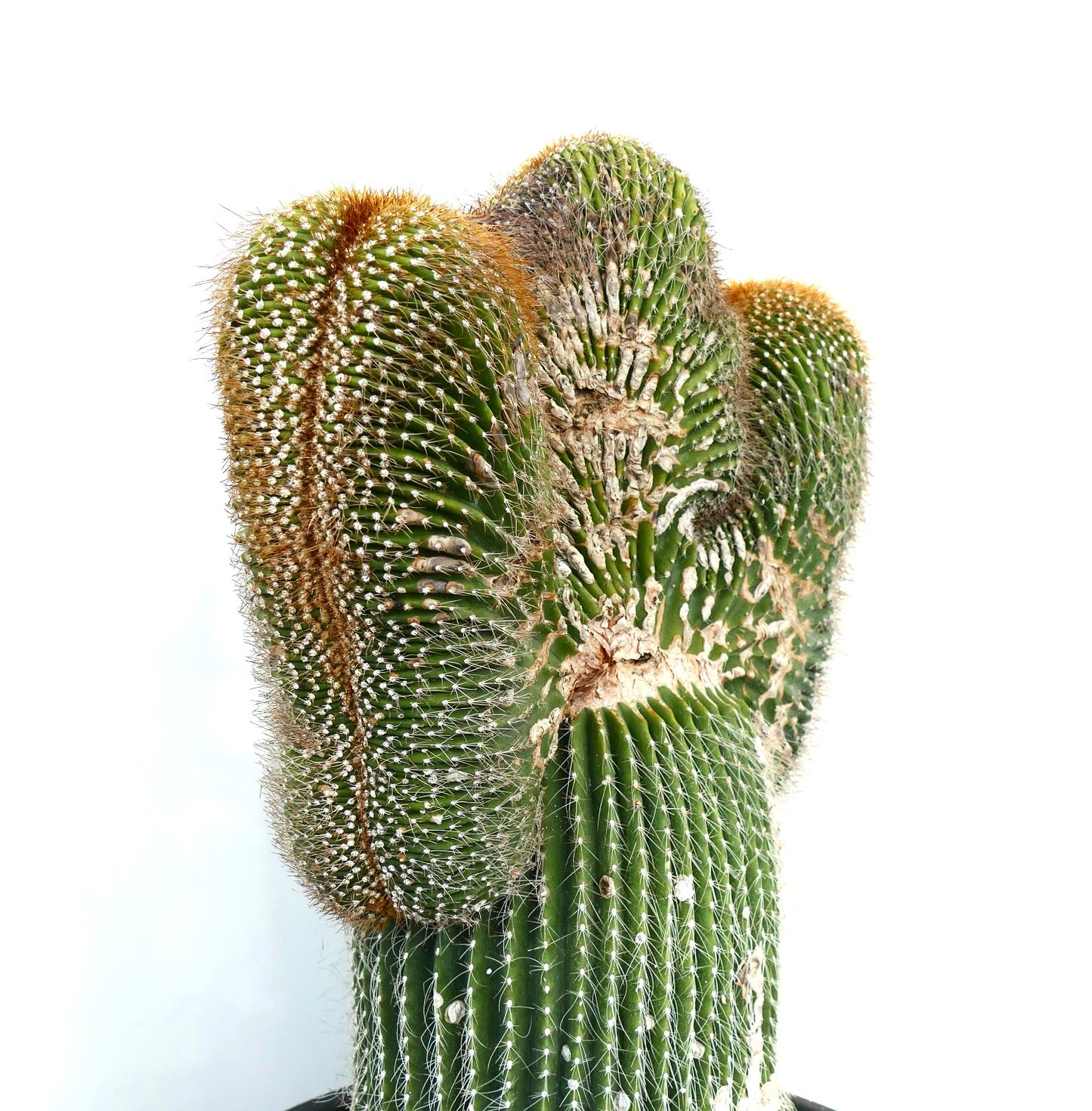 Carnegiea polylopha rare crested cactus with textured green stems and white spines