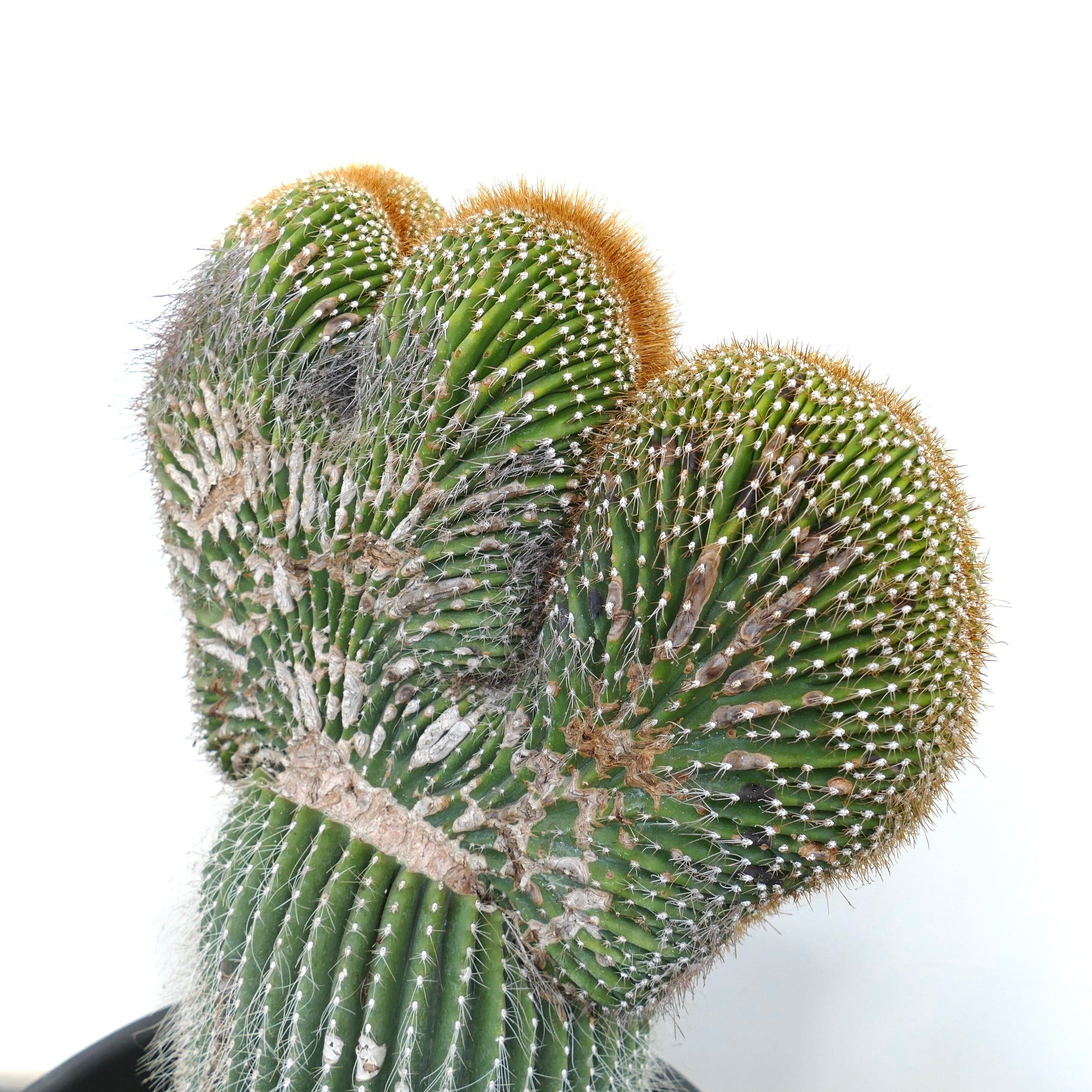 Carnegiea polylopha rare crested cactus with dense golden spines and ribbed green stems