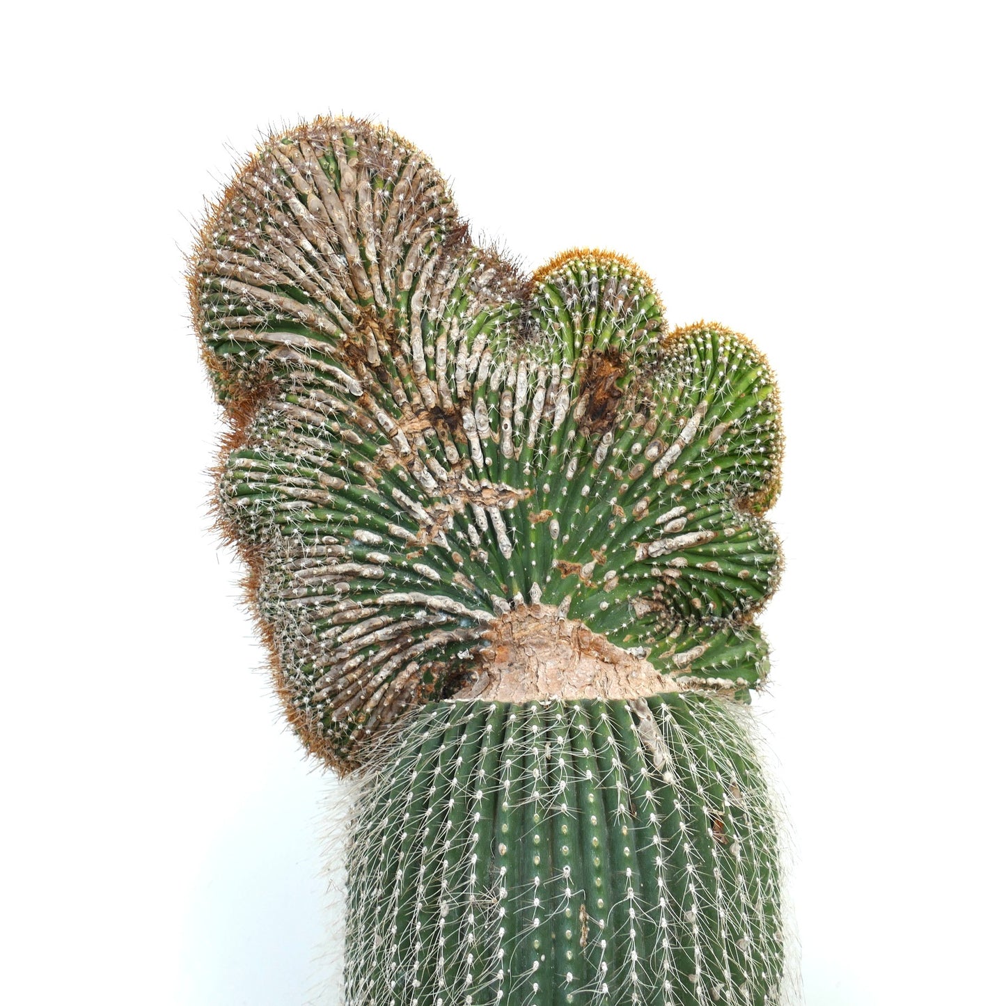 Carnegiea polylopha rare crested cactus with ribbed green stem and white spines