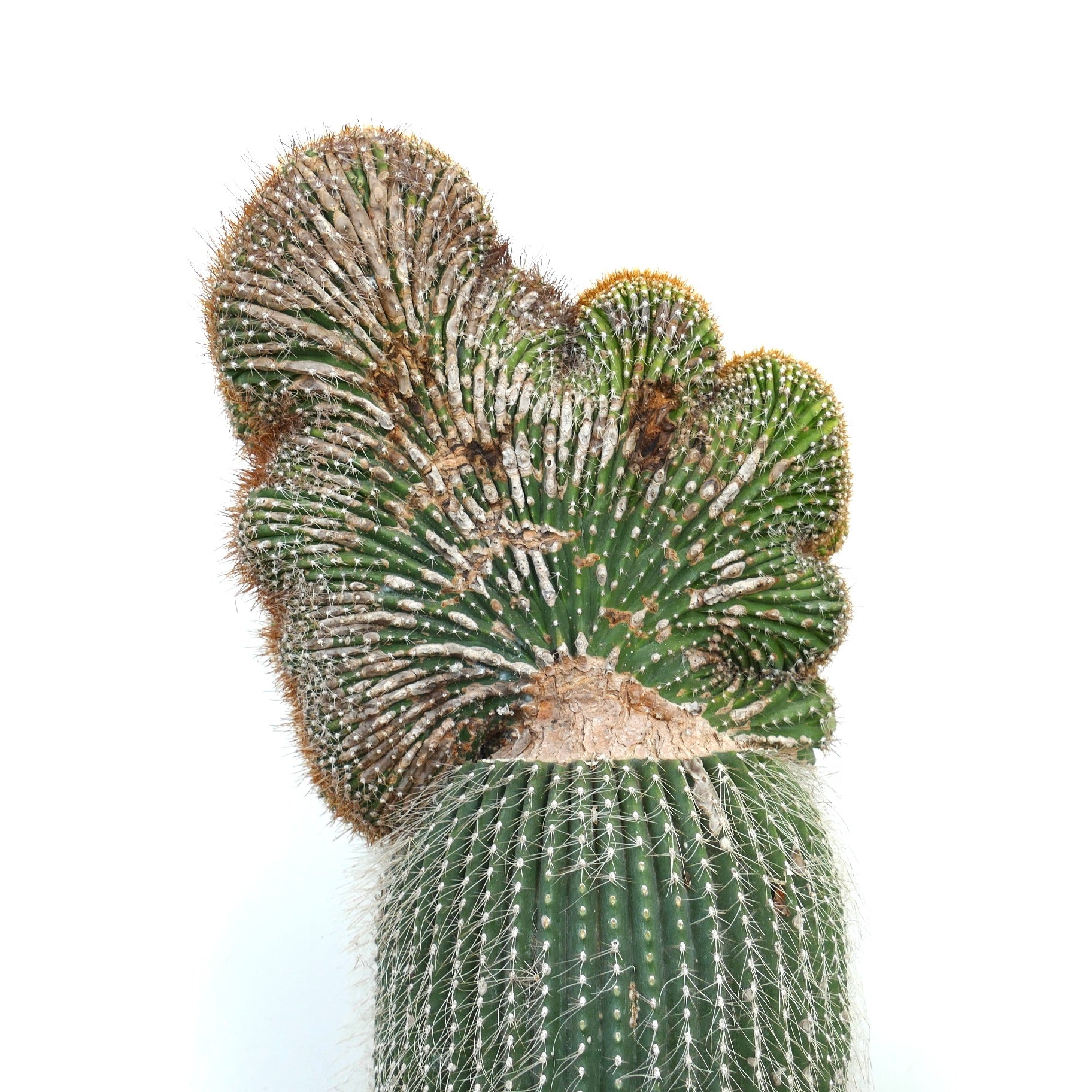 Carnegiea polylopha rare crested cactus with ribbed green stem and white spines