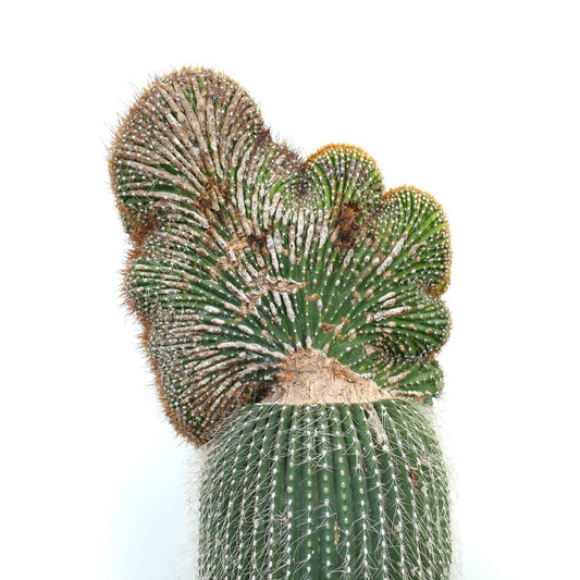 Carnegiea polylopha rare crested cactus with ribbed green stem and white spines