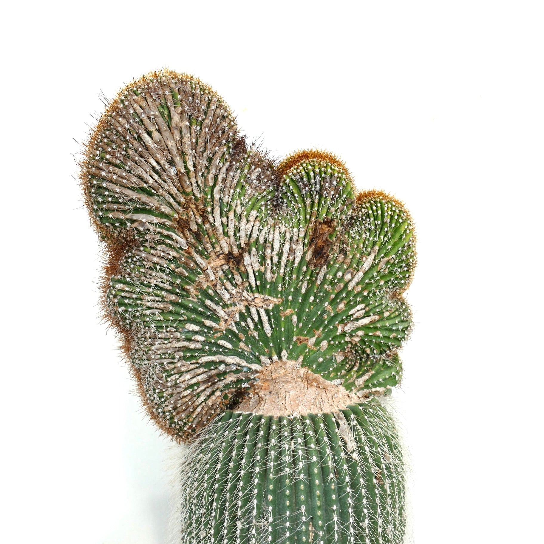 Carnegiea polylopha rare crested cactus with green ribbed body and dense spines