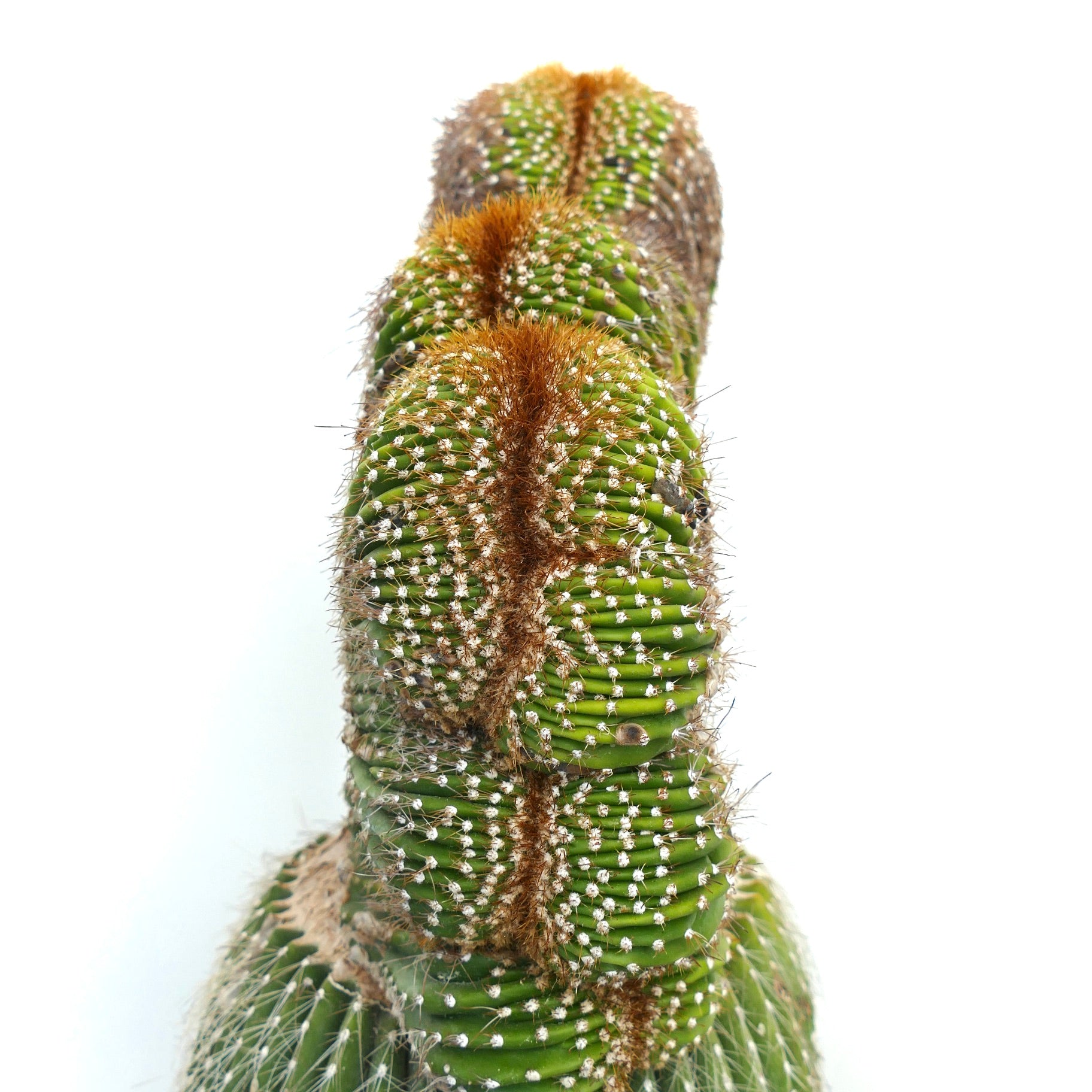 Carnegiea polylopha rare crested cactus with dense white spines and brown areoles