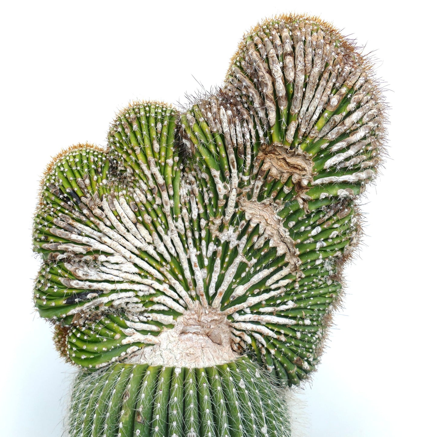 Carnegiea polylopha rare crested cactus with ribbed, spiny, green segmented growth