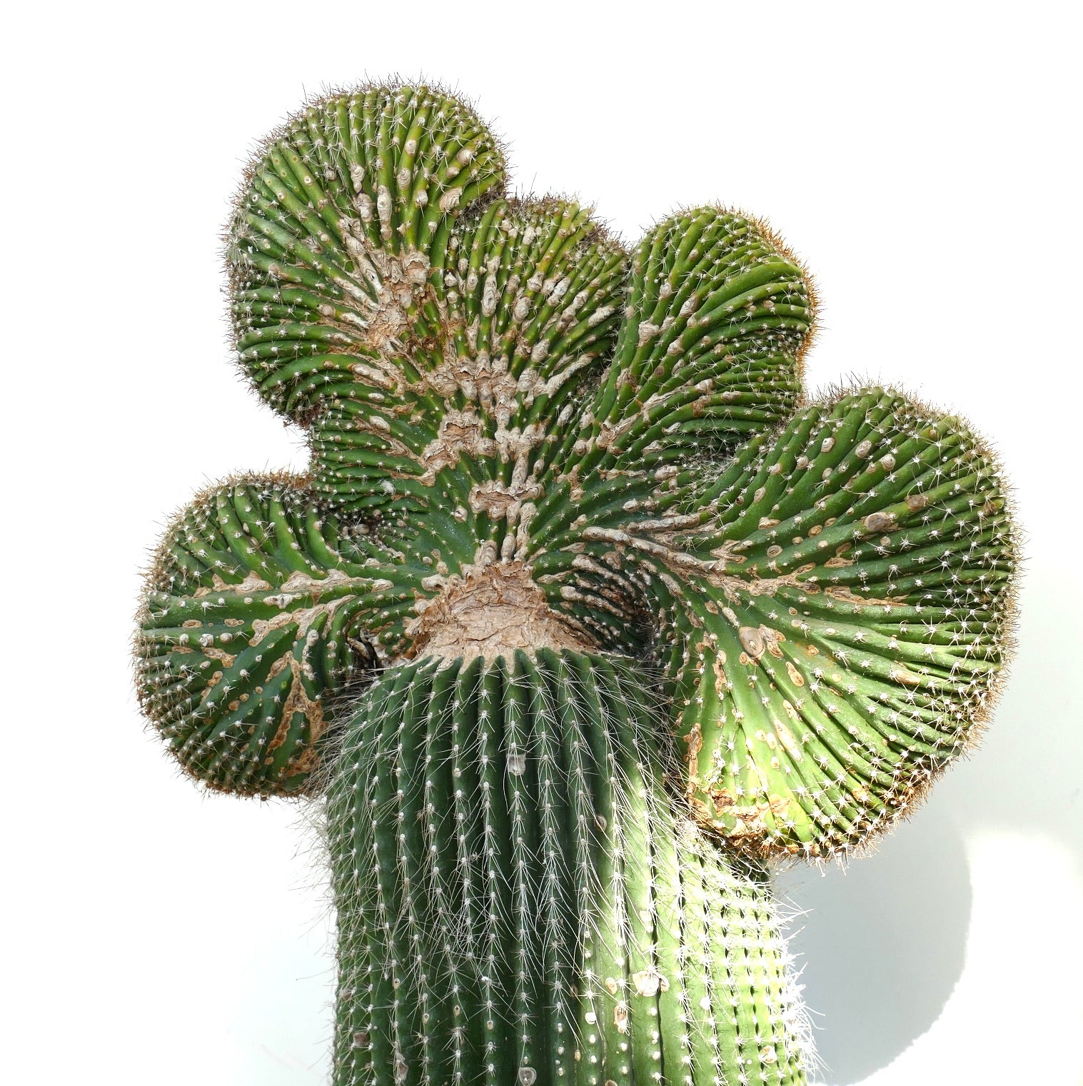 2023FW 新品・POLAR CACTUS 動植物柄サイズ３ サボテン リース 寄せ植え 箱庭 多肉植物 ミニ 観葉植物 プレゼント