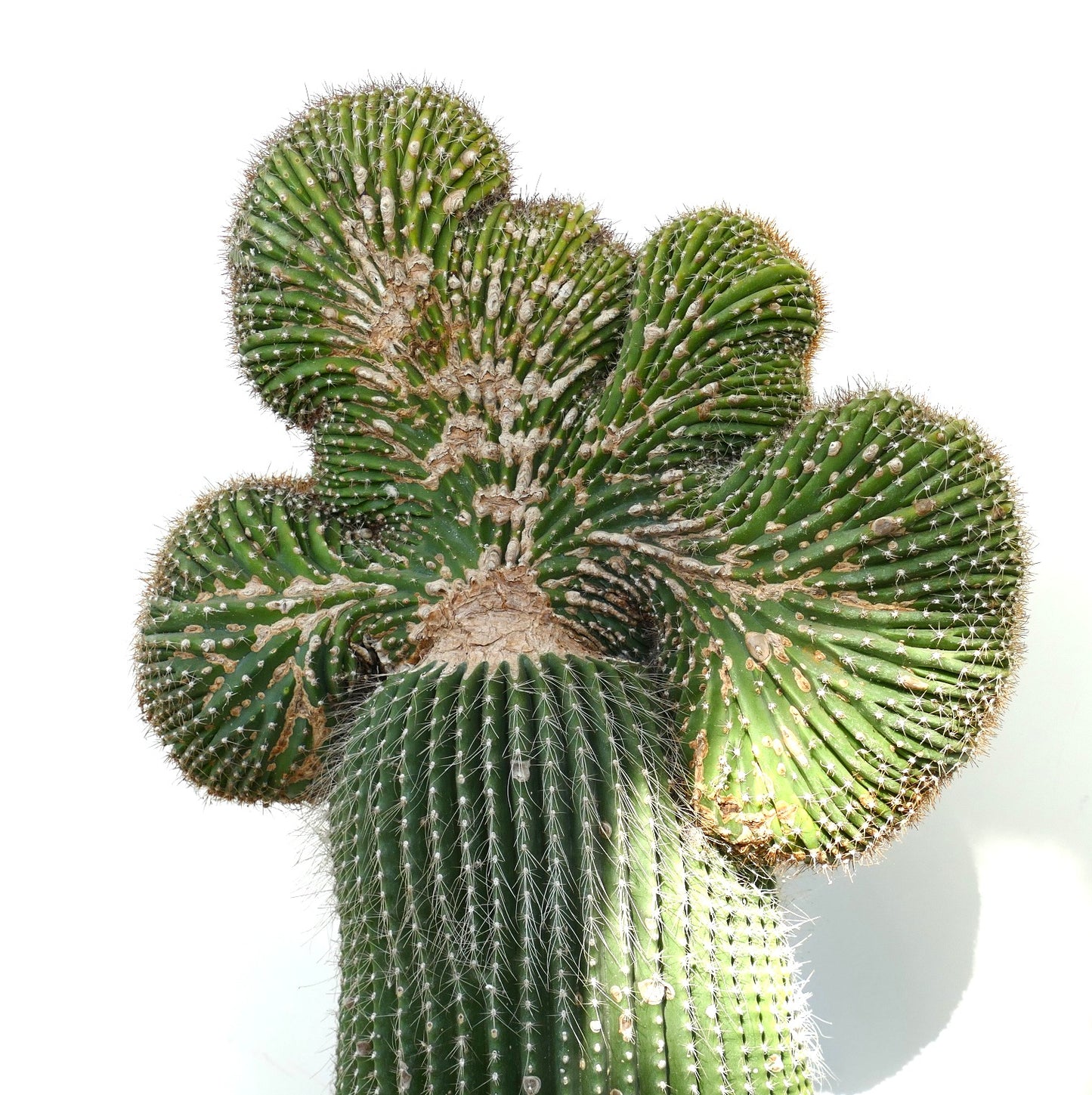 Carnegiea polylopha rare crested cactus with ribbed, spiny green succulent stems