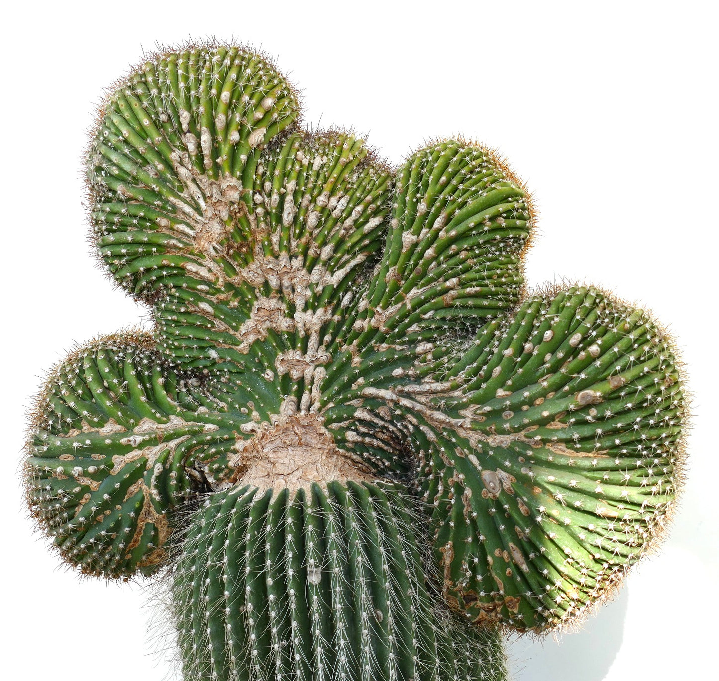 Carnegiea polylopha rare crested cactus with ribbed, spiny green stems and textured surface