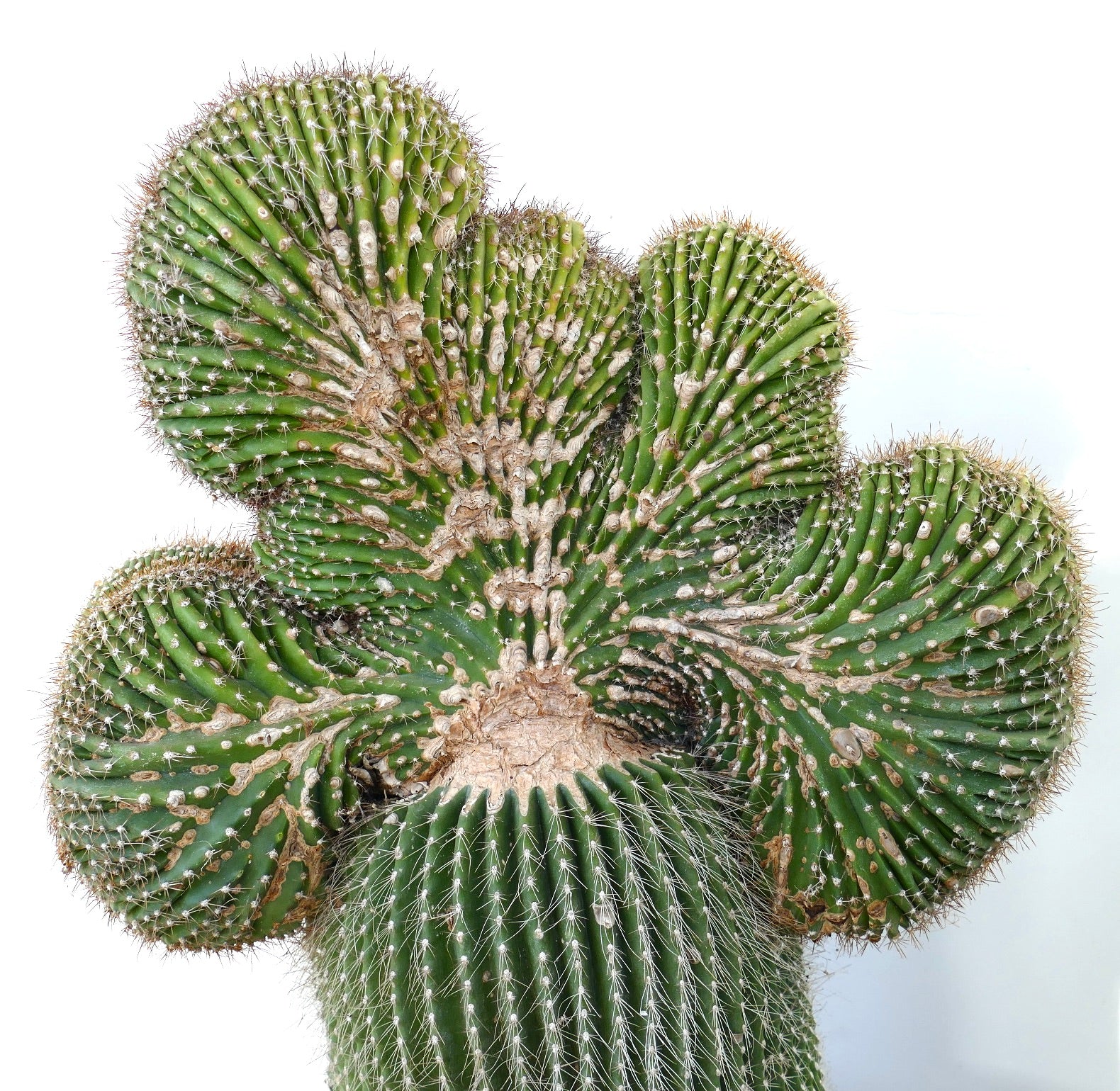 Carnegiea polylopha rare crested cactus with twisted green ribs and white spines