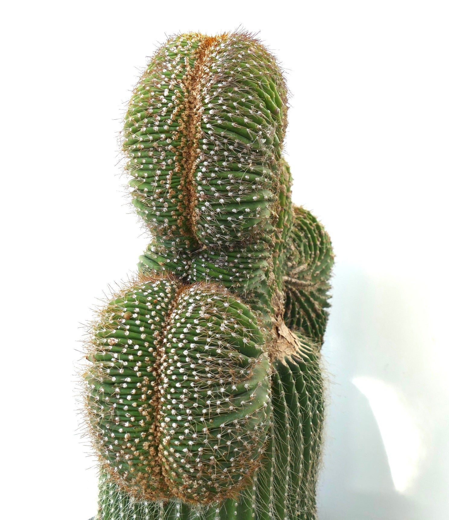 Carnegiea polylopha rare crested cactus with dense spines and ribbed green stems