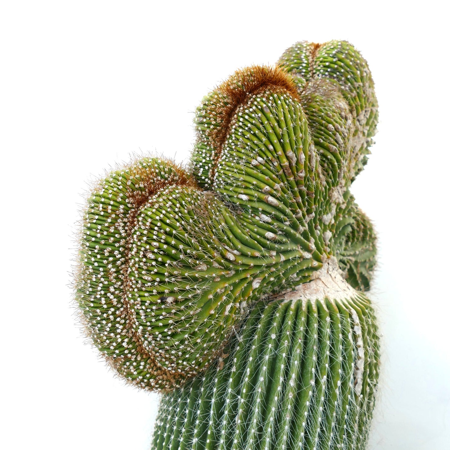 Carnegiea polylopha rare crested cactus with ribbed green stems and white spines