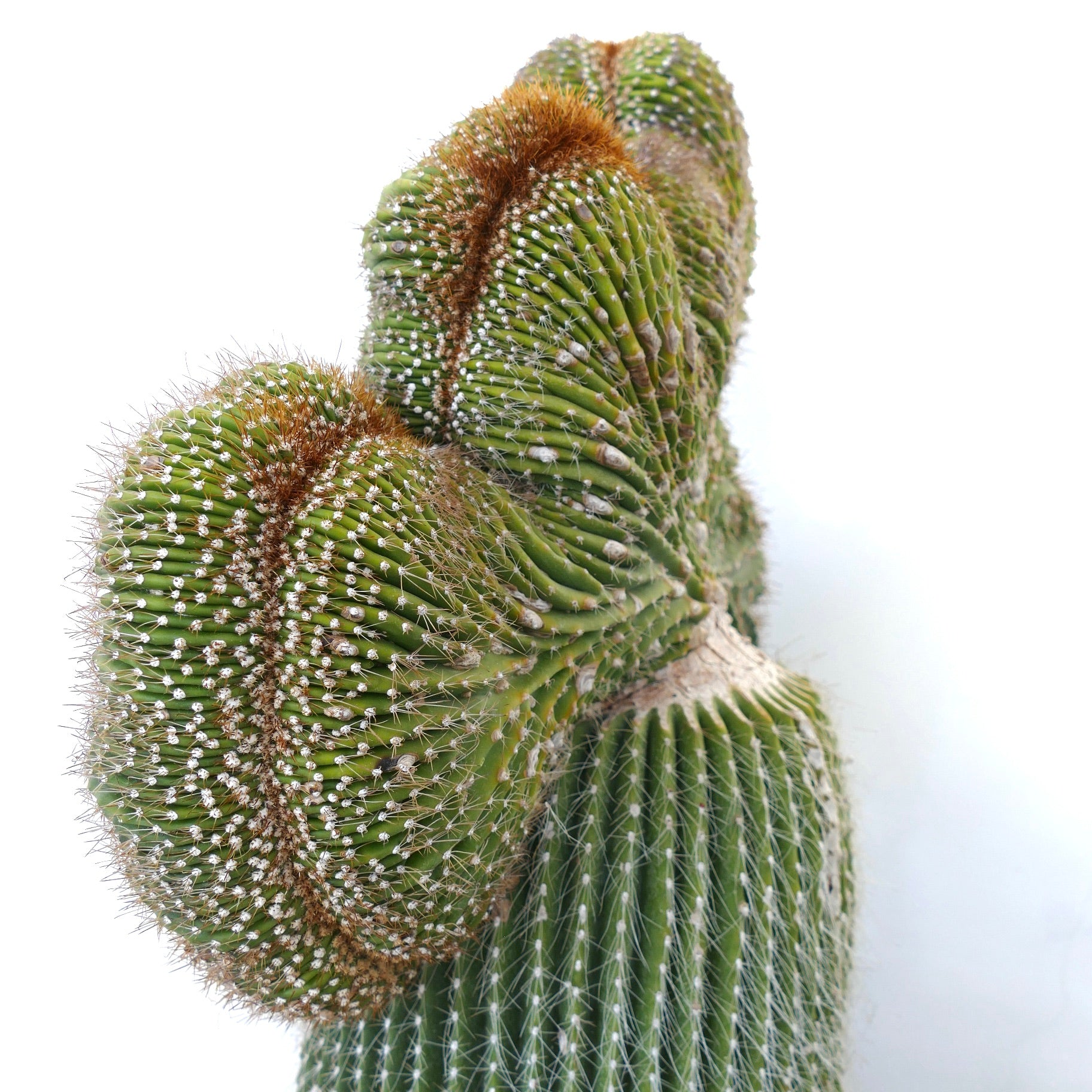Carnegiea polylopha rare crested cactus with dense white spines and textured green ribs