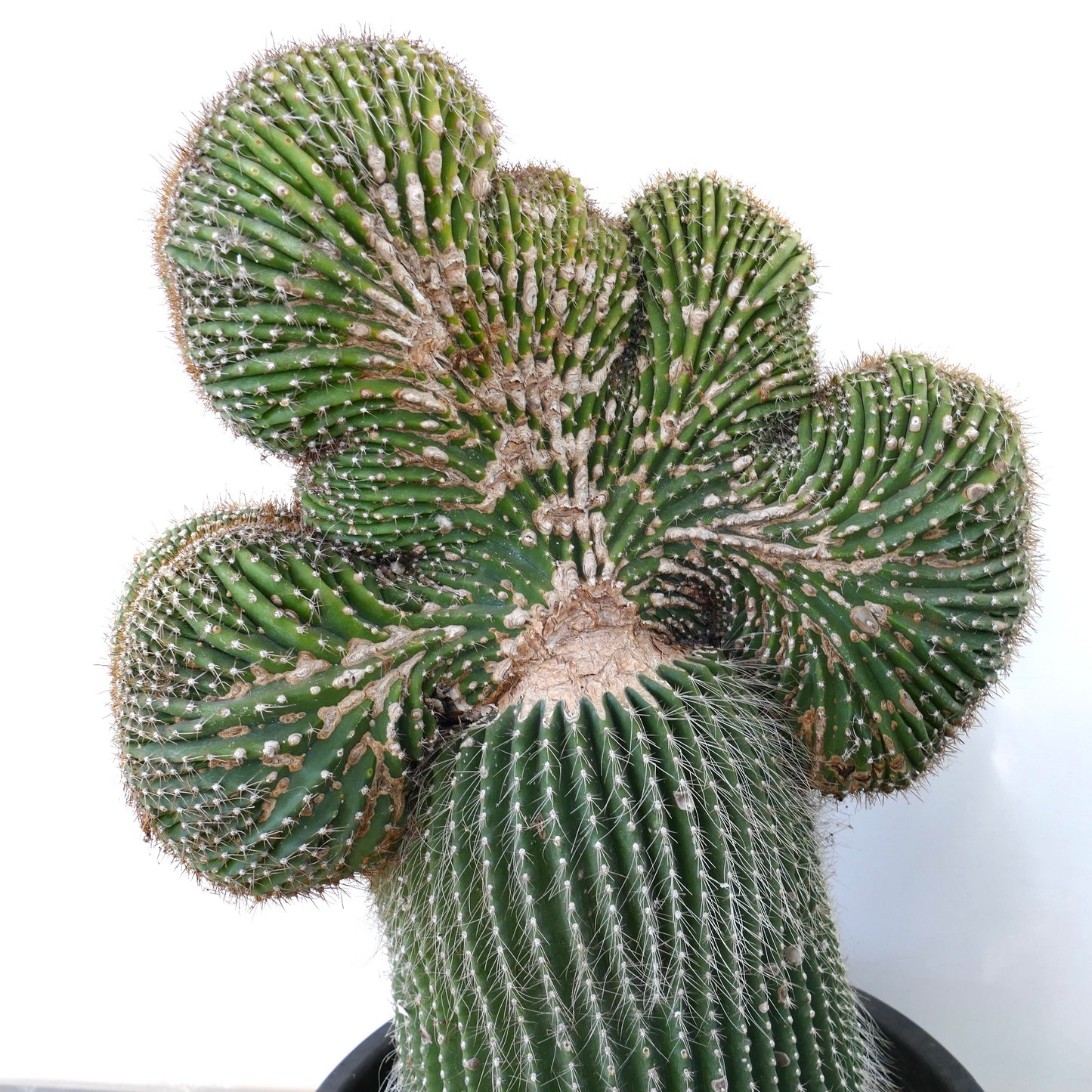 Carnegiea polylopha rare crested cactus with ribbed green stems and sharp spines