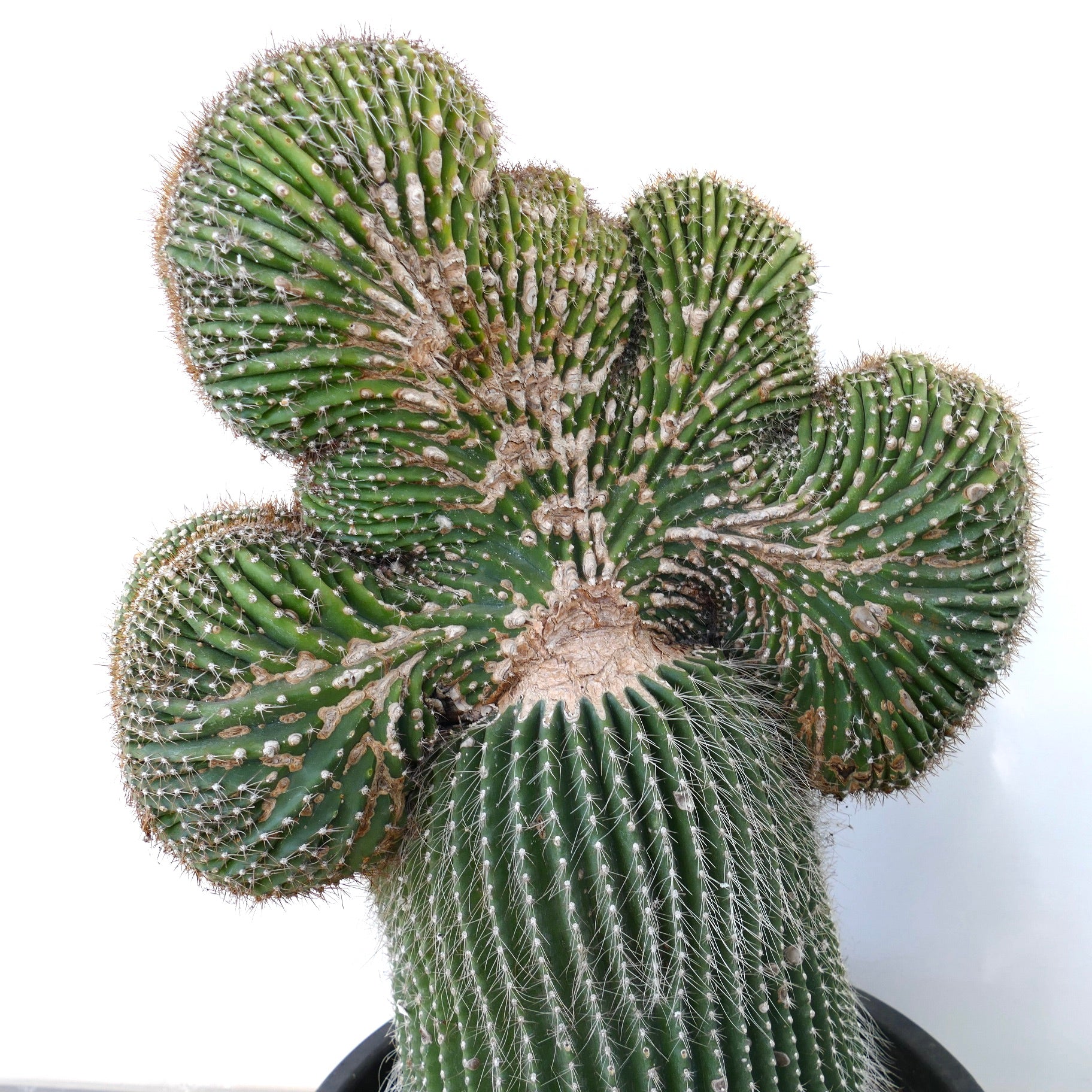 Carnegiea polylopha rare crested cactus with ribbed green stems and sharp spines