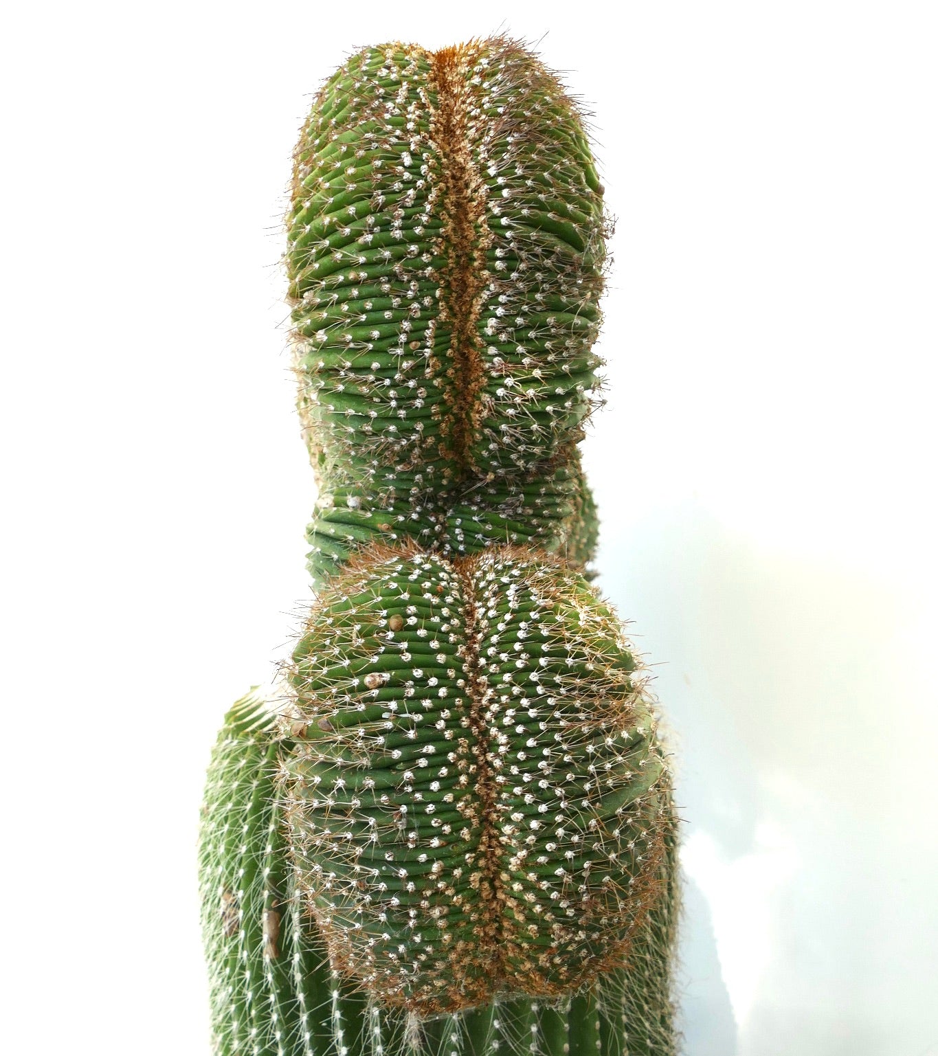 2023FW 新品・POLAR CACTUS 動植物柄サイズ３ 🌵🌈🌈 靴下で作ったパラサイトゾッケ(アガベVer.） グレーの子はL