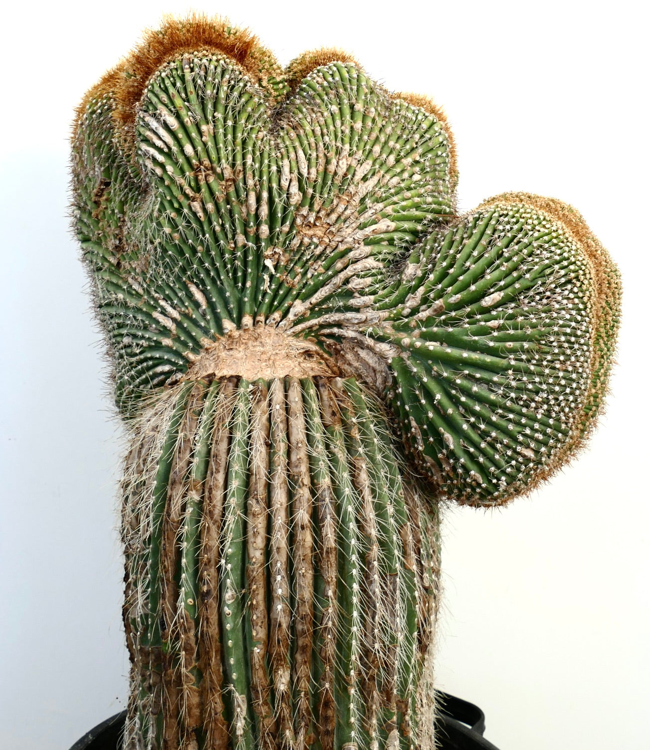 Carnegiea polylopha rare crested cactus with ribbed green stems and dense spines