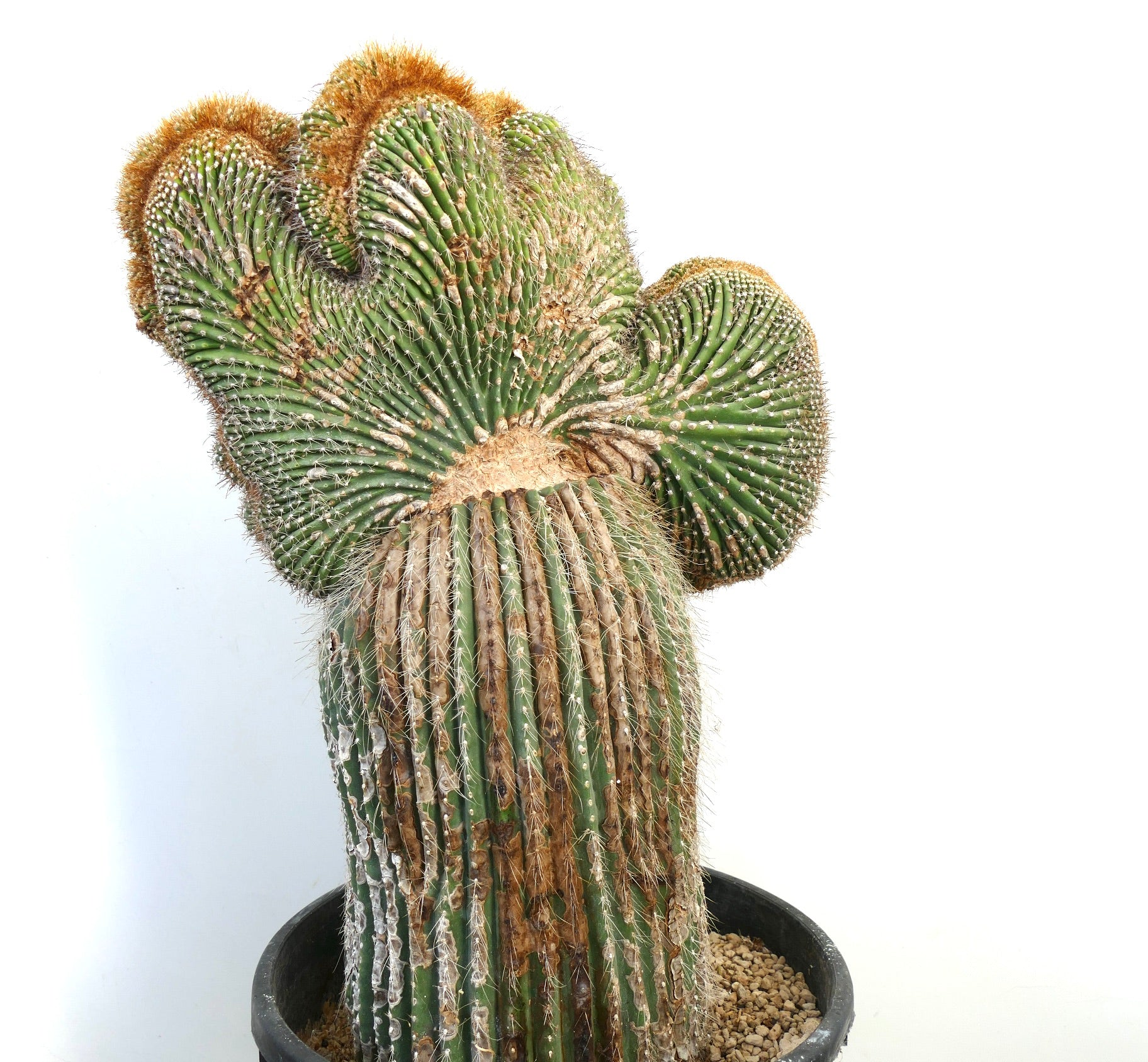 Carnegiea polylopha rare crested cactus with ribbed, spiny green stems and brown tips