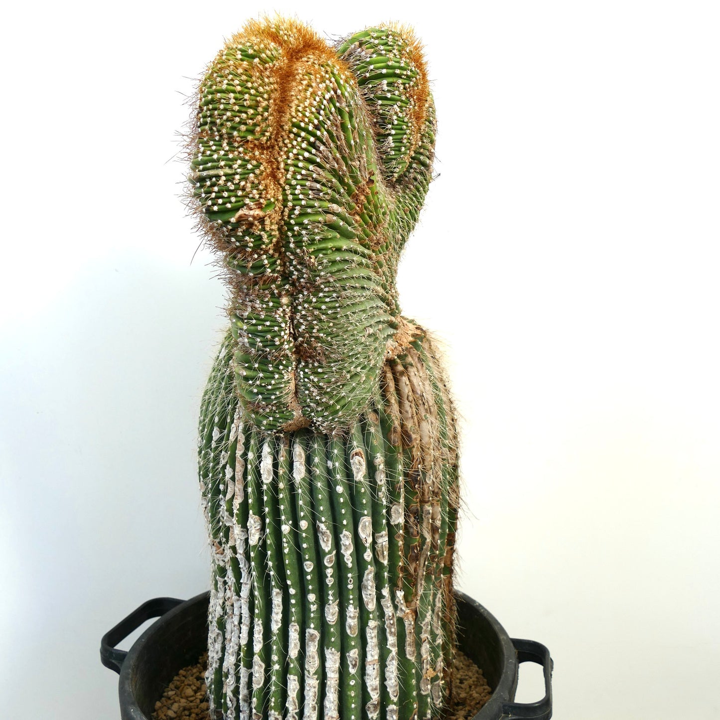 Carnegiea polylopha rare crested cactus with ribbed green stems and dense spines