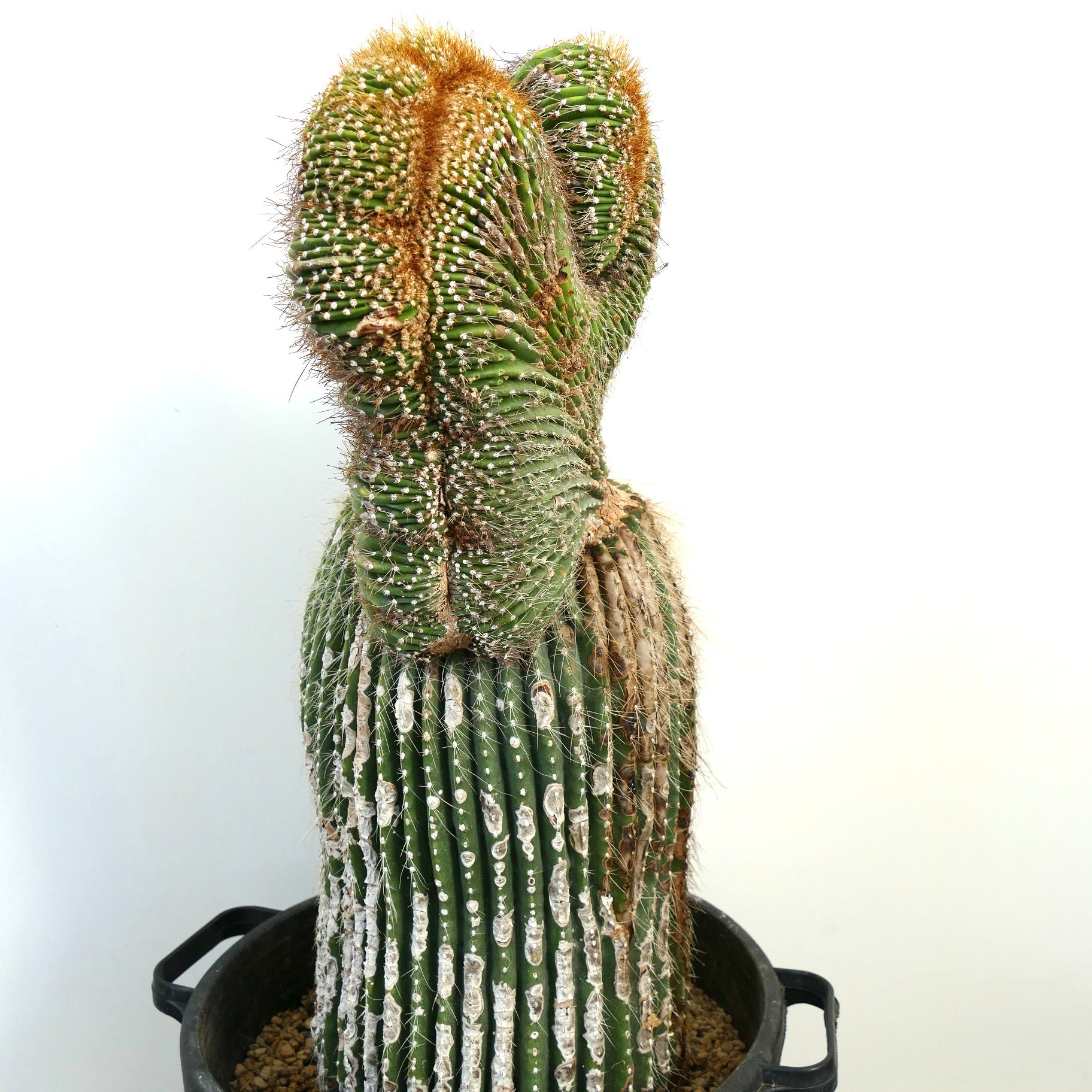 Carnegiea polylopha rare crested cactus with ribbed green stems and dense spines