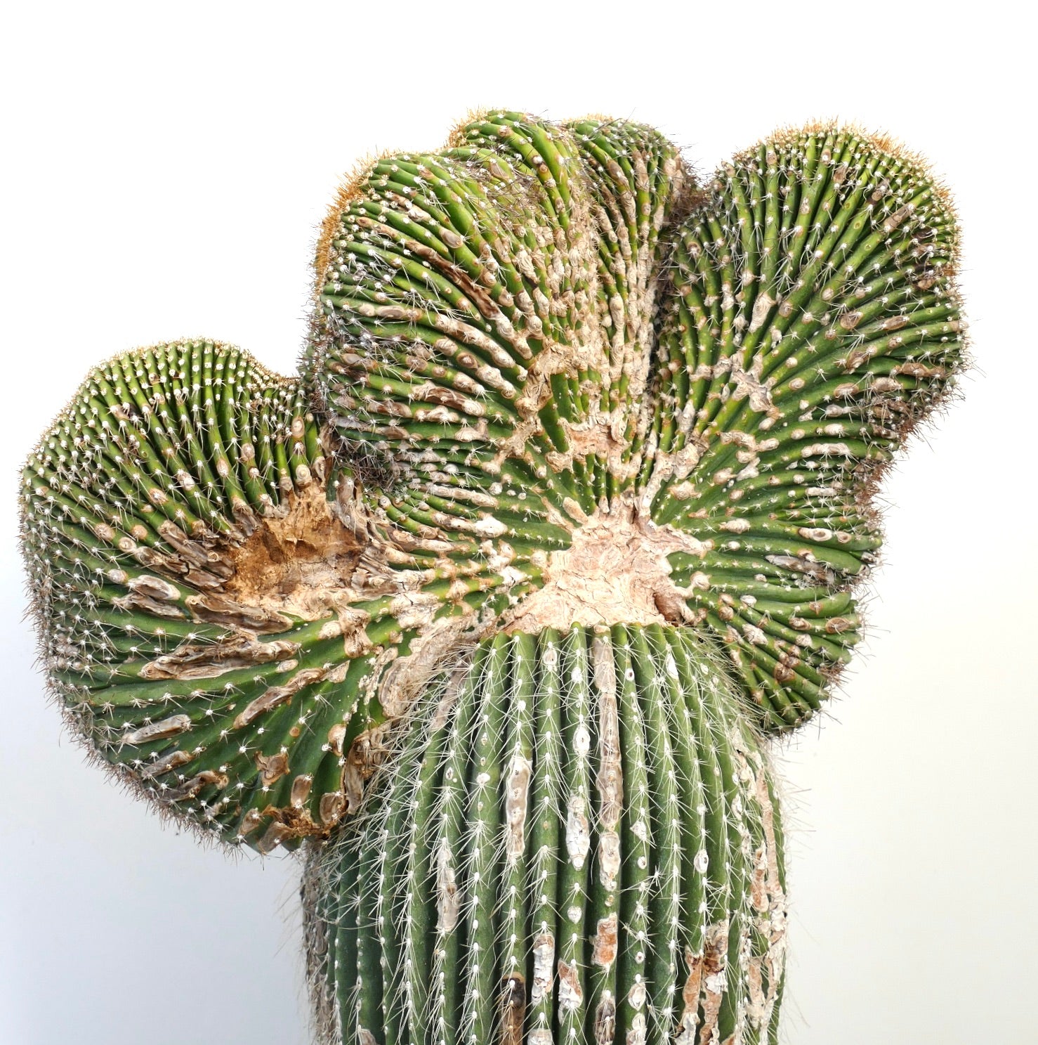 Carnegiea polylopha rare crested cactus with ribbed, spiny, green succulent stems