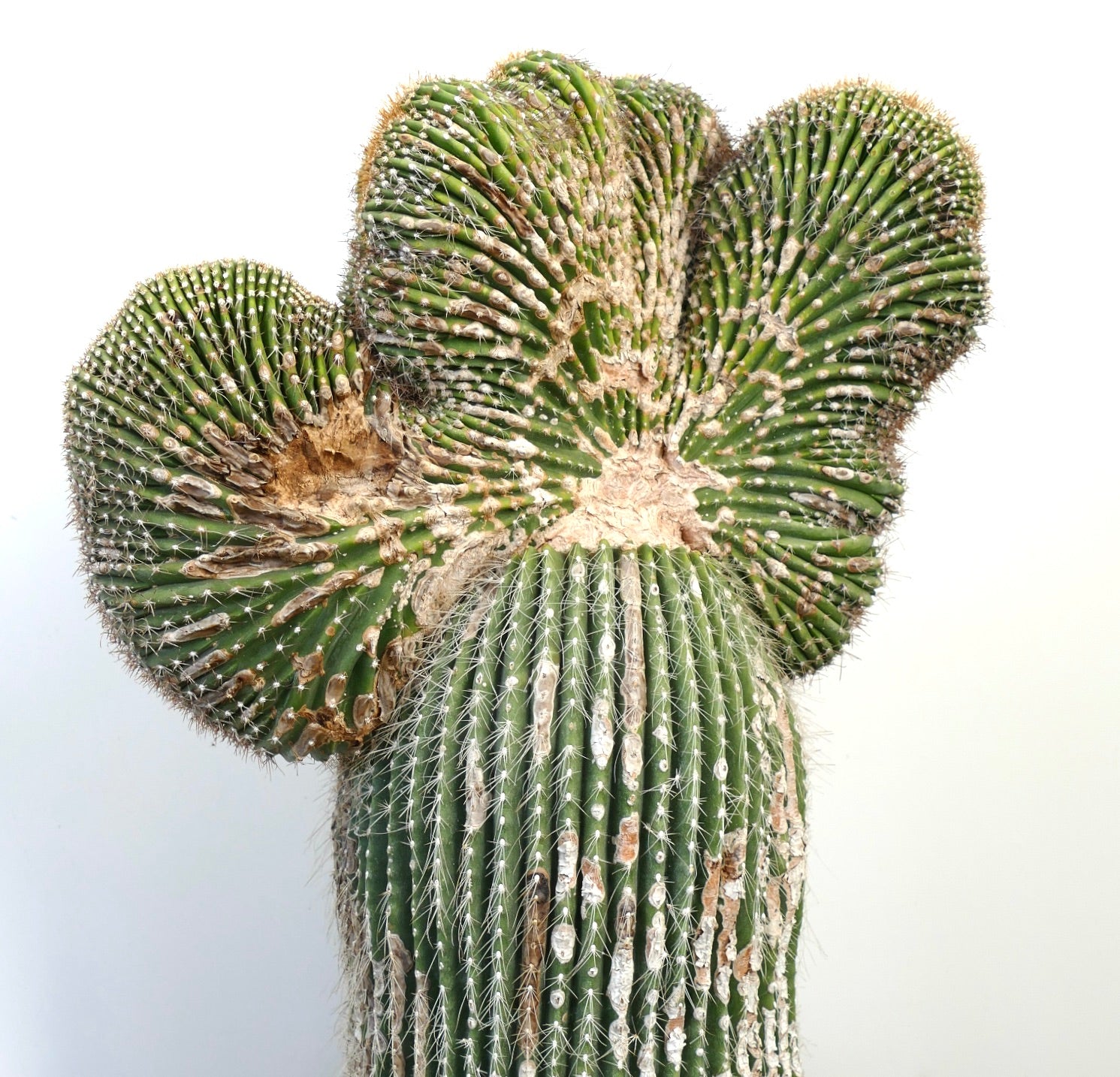 Carnegiea polylopha rare crested cactus with ribbed, spiny green stems and textured growths