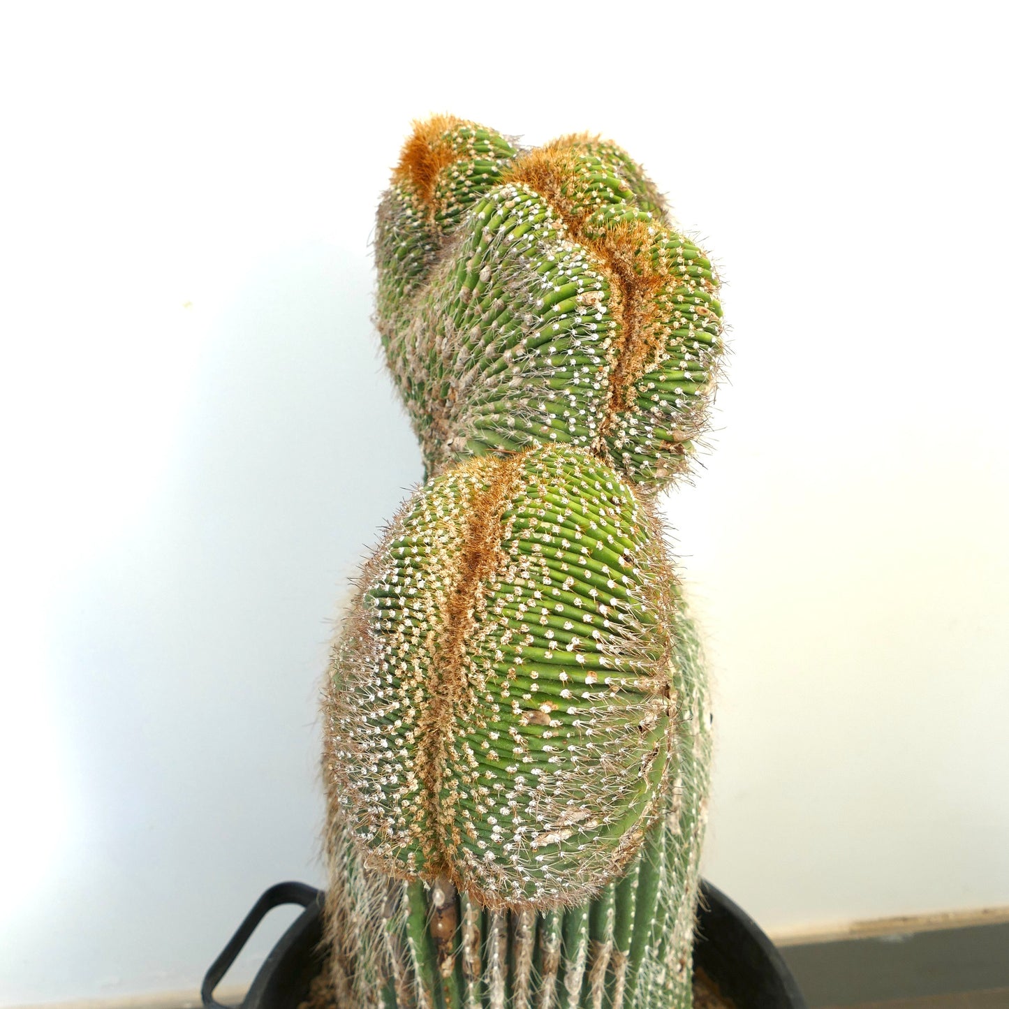 Carnegiea polylopha rare crested cactus with dense white spines and ribbed green stems