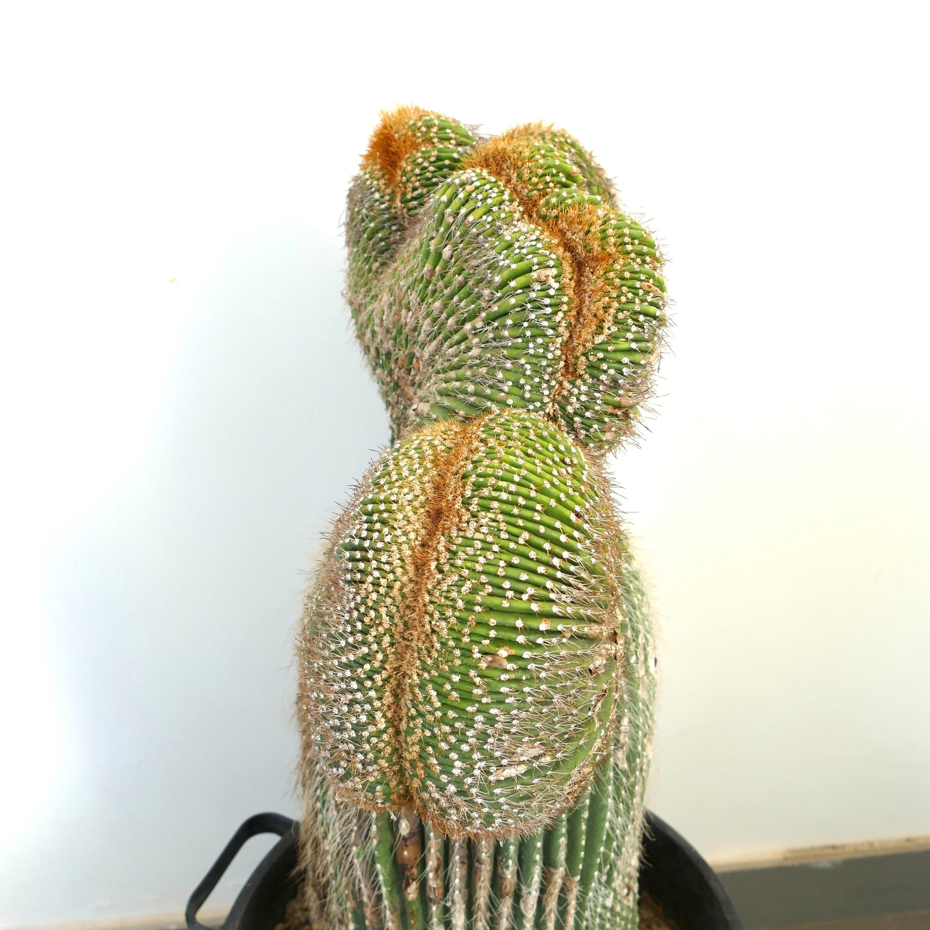 Carnegiea polylopha rare crested cactus with dense white spines and ribbed green stems