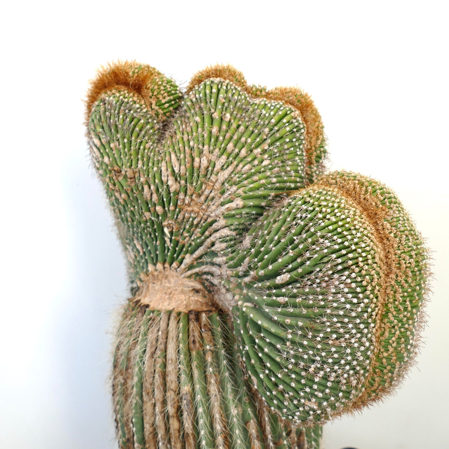 Carnegiea polylopha rare crested cactus with textured green ribs and brown spines