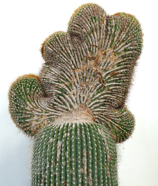 Carnegiea polylopha rare crested cactus with ribbed, spiny green succulent stems