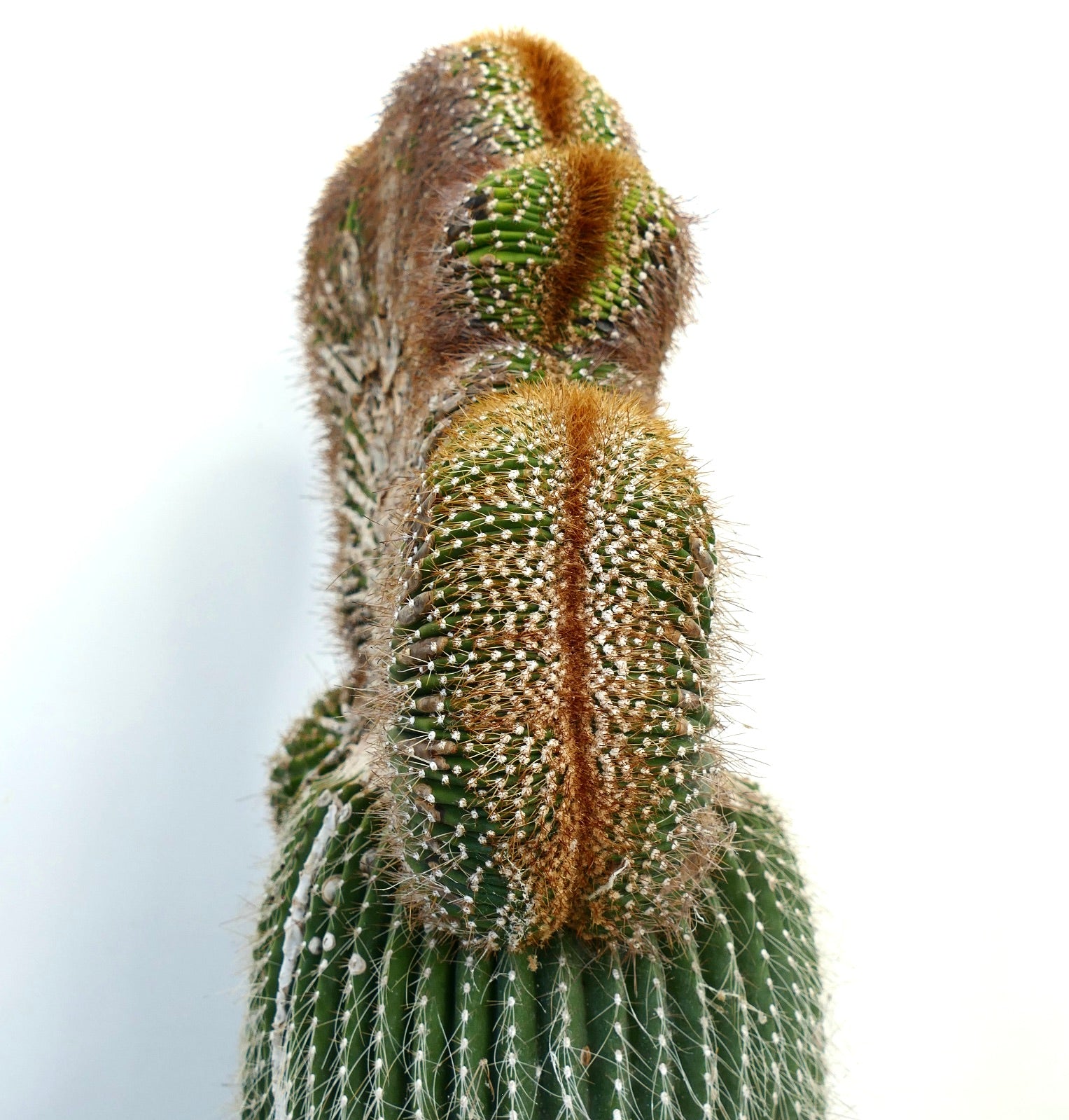 Carnegiea polylopha rare crested cactus with dense golden spines and ribbed green body