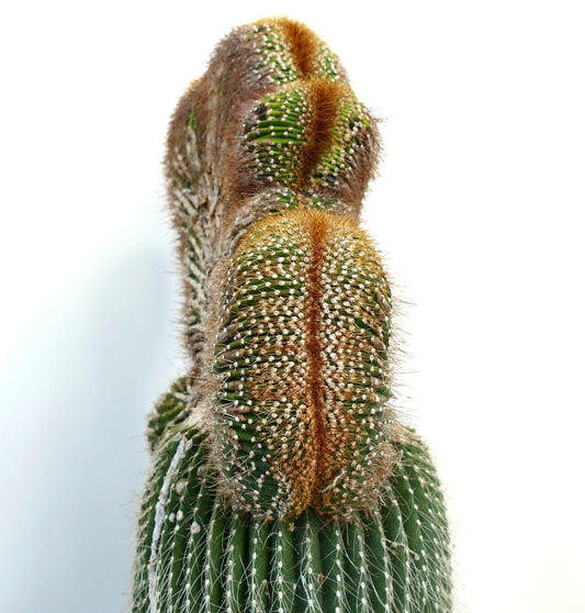Carnegiea polylopha rare crested cactus with dense golden spines and ribbed green body