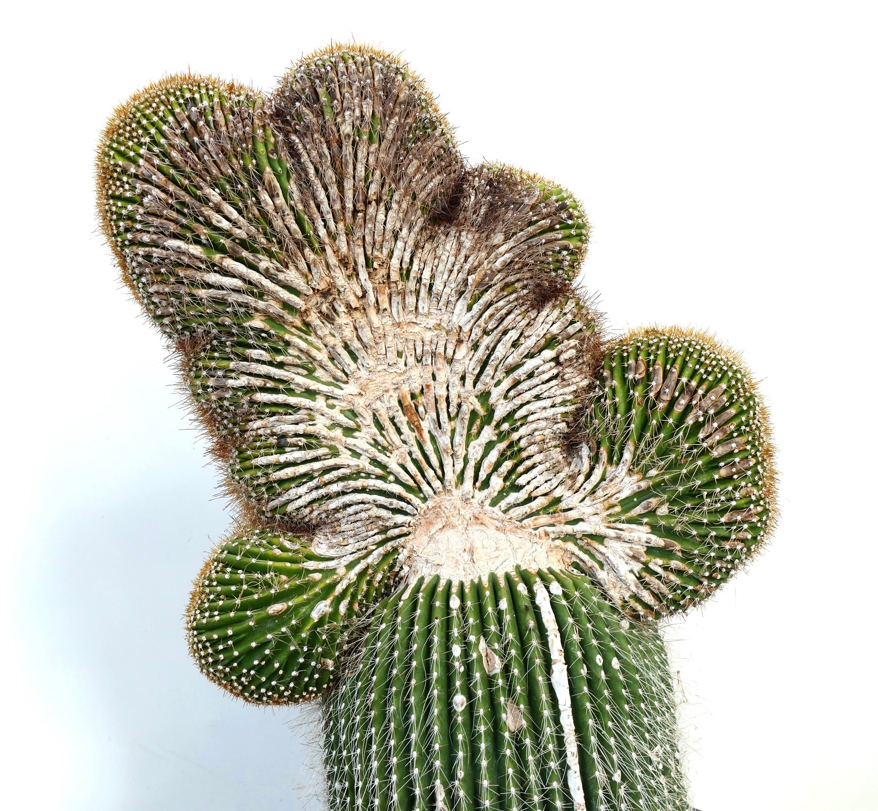Carnegiea polylopha rare crested cactus with ribbed green stems and dense spines
