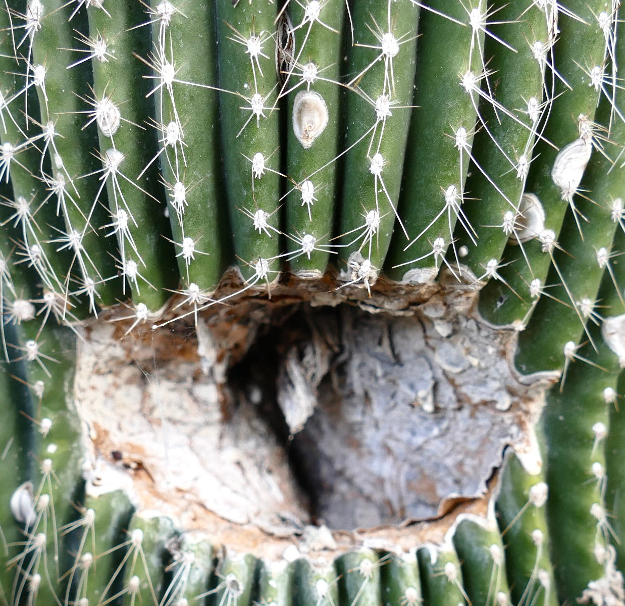 Carnegiea polylopha rare cactus with crested growth and prominent white spines close-up
