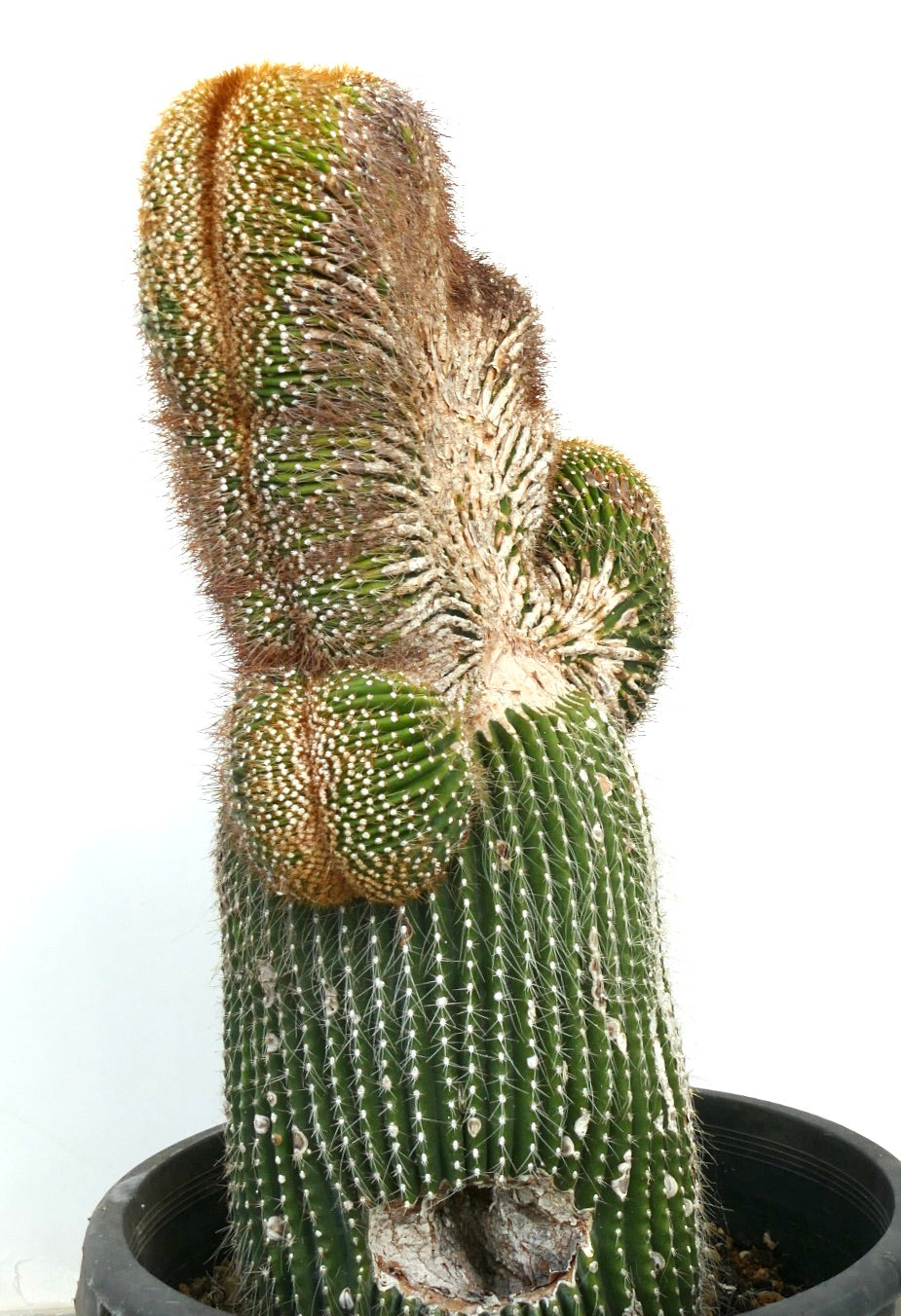 Carnegiea polylopha rare crested cactus with textured green and brown spiny growth