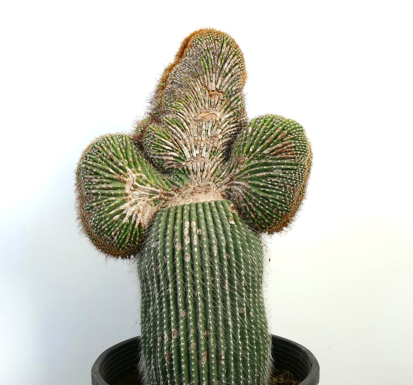 Carnegiea polylopha rare crested cactus with ribbed green stems and dense spines