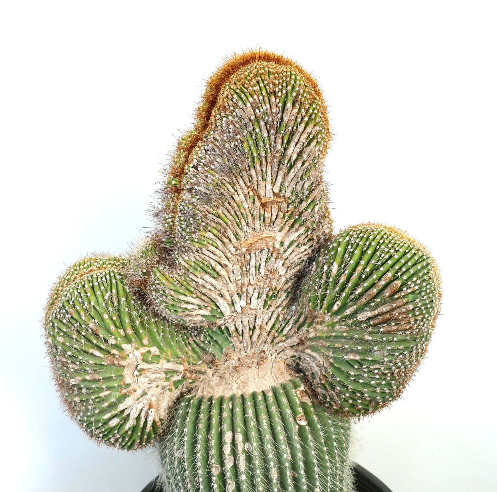 Carnegiea polylopha rare crested cactus with textured green and brown spiny ribs