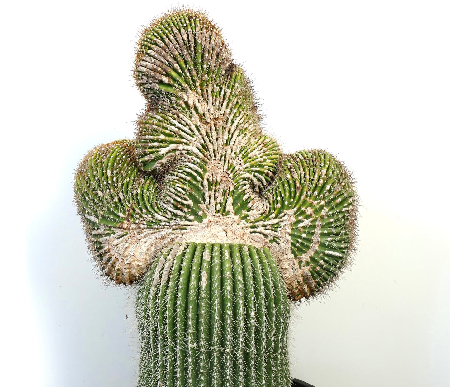 Carnegiea polylopha rare crested cactus with textured, ribbed green stems and white spines