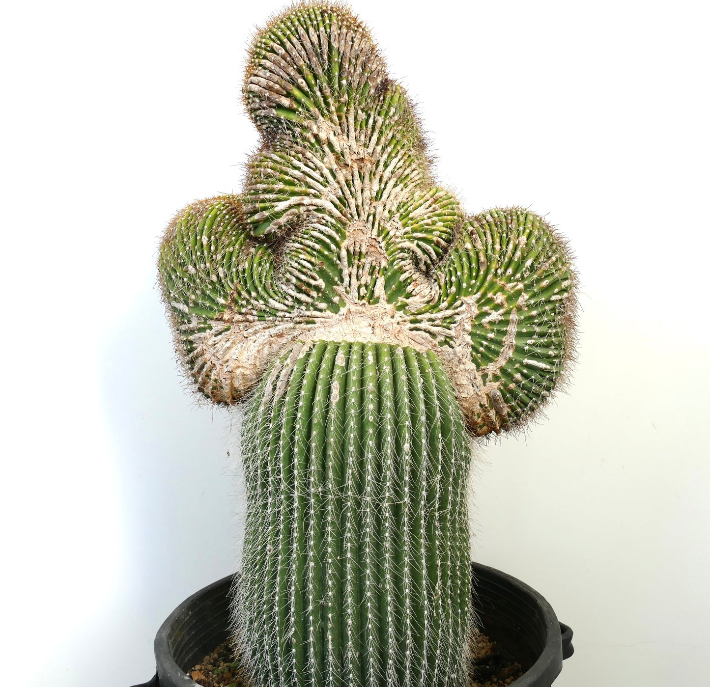 Carnegiea polylopha rare crested cactus with dense white spines and textured green stems