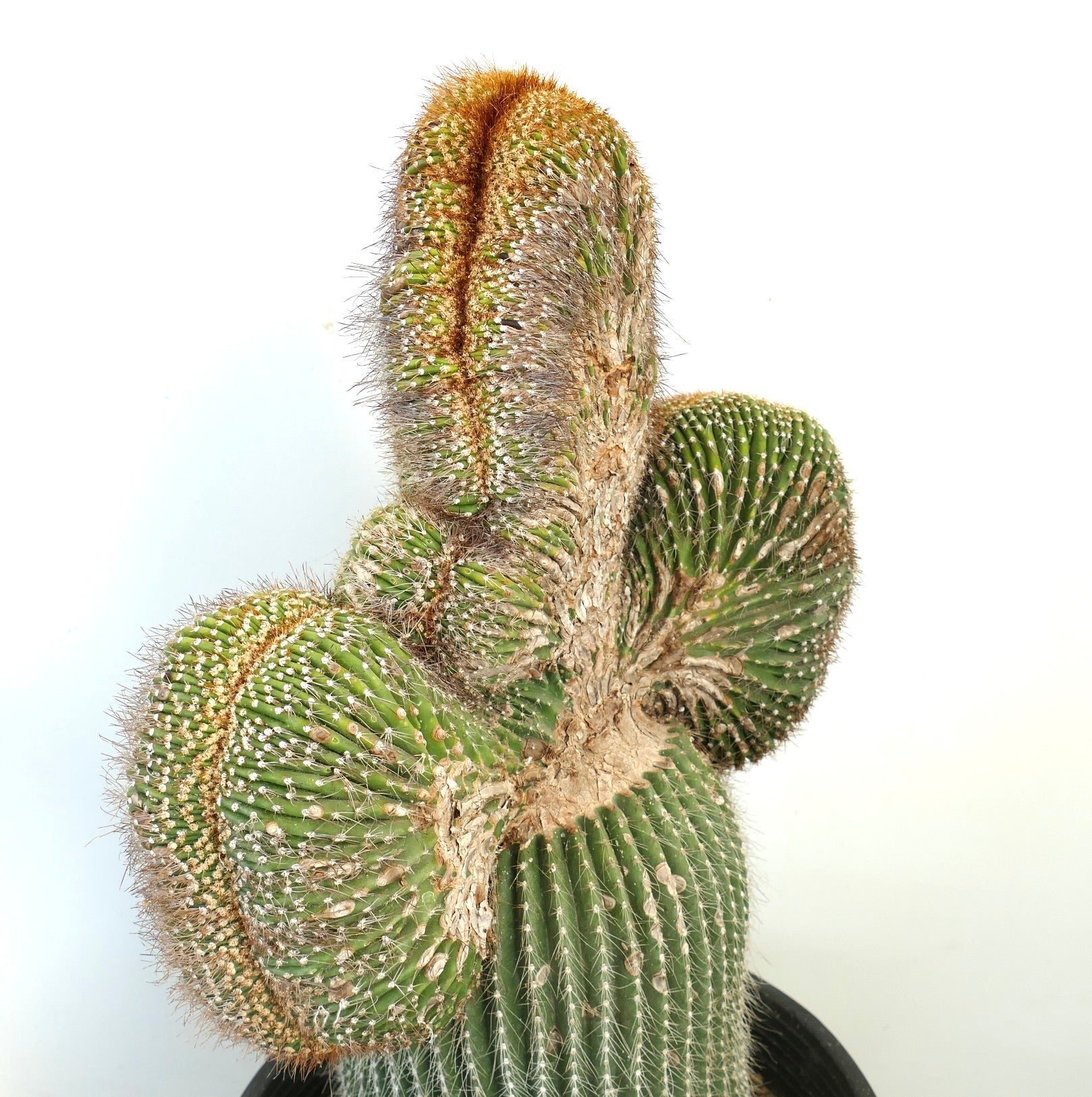 Carnegiea polylopha rare crested cactus with ribbed green stems and dense spines